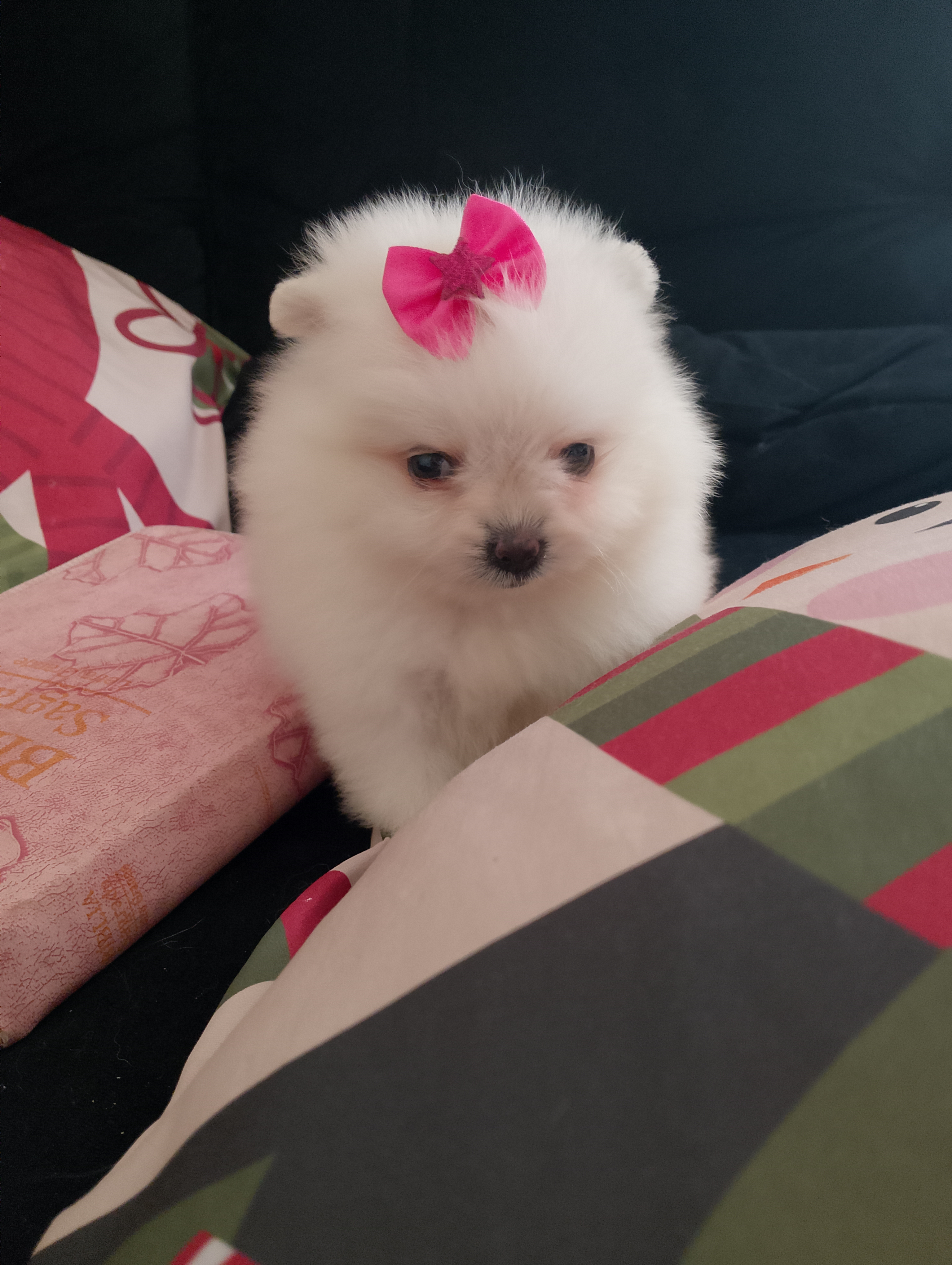 Lulu fêmea / Spitz alemão anão  - Foto 4