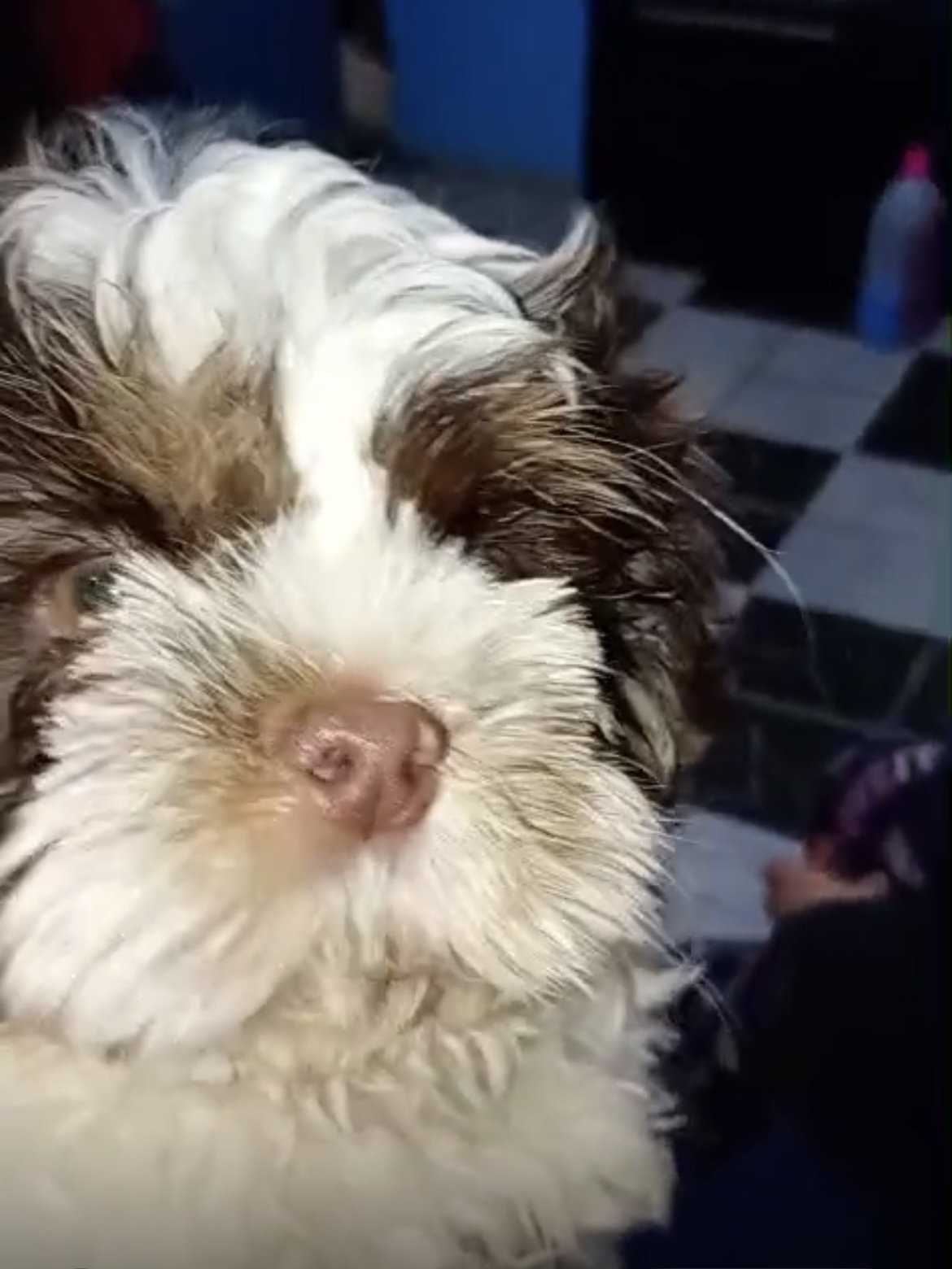 Shih Tzu - Foto 1