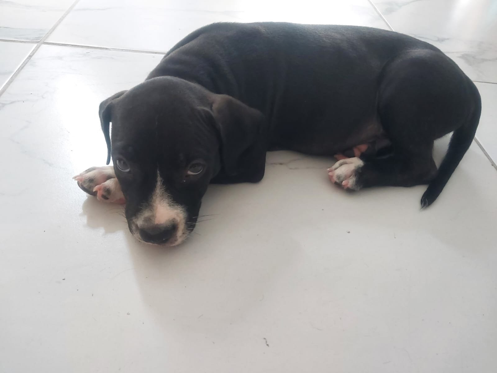 Filhote de Pitbull raça monster  - Foto 1