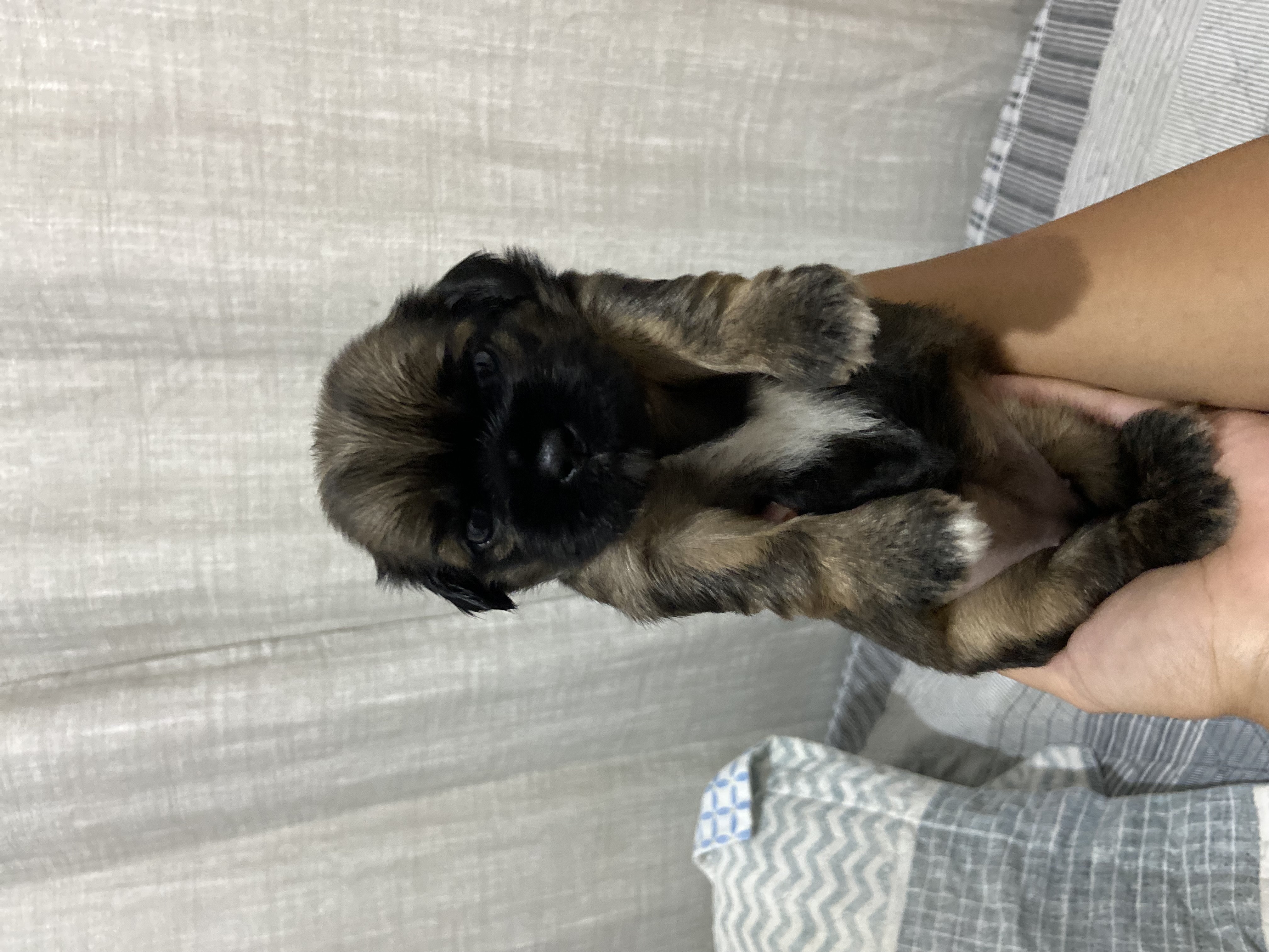 Portal Vendocão FILHOTES SHIH TZU Aracaju