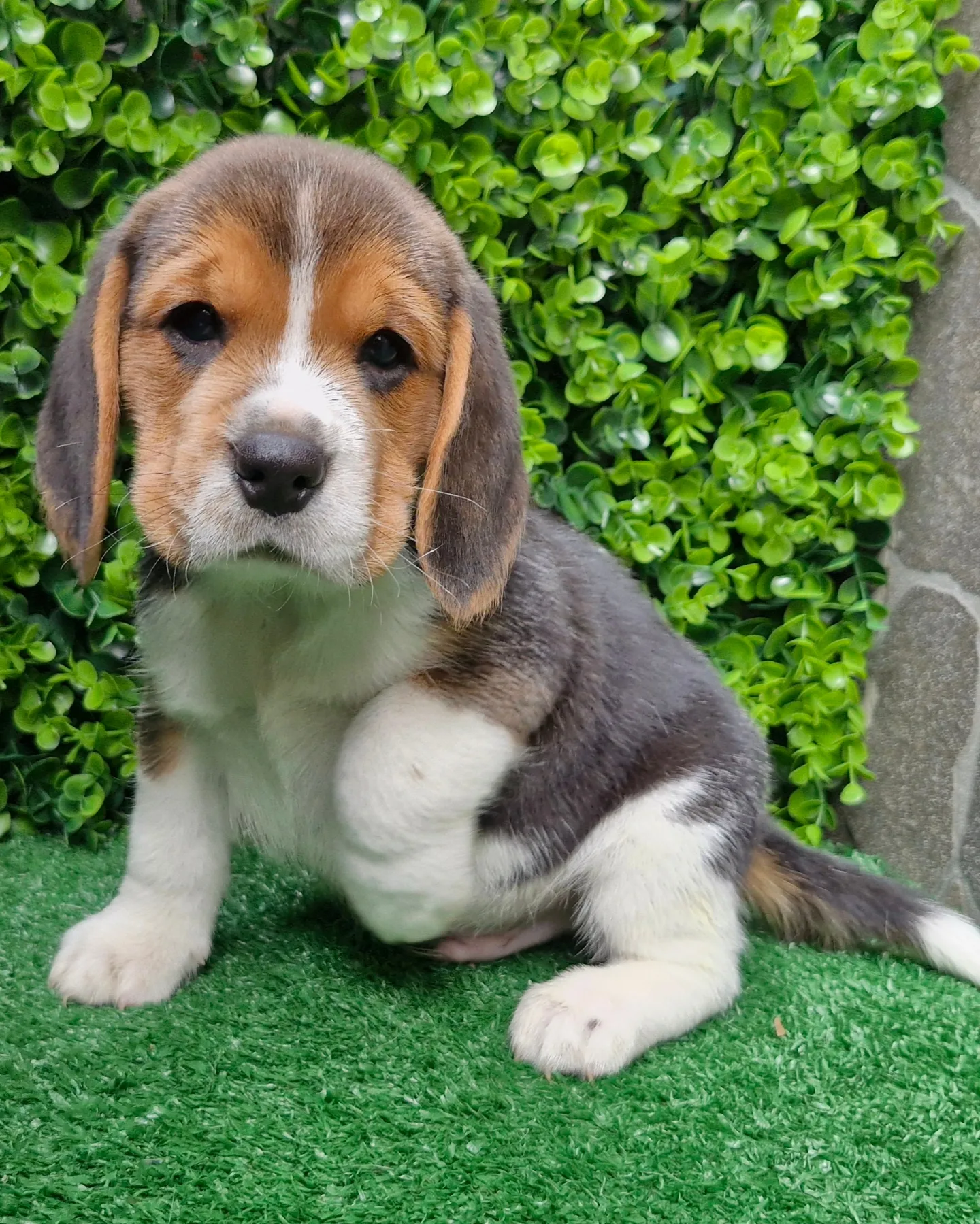 Portal Vendocão Beagle para quem exige qualidade Porto Alegre 