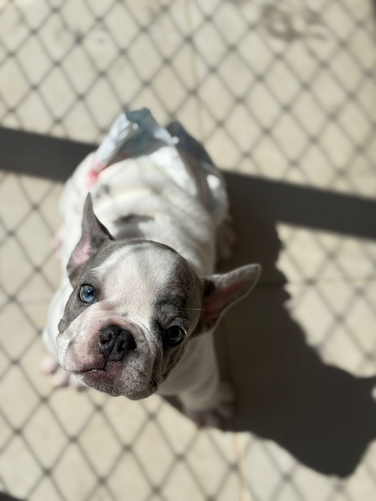 Portal Vendocão Buldogue francês  Rio de Janeiro 