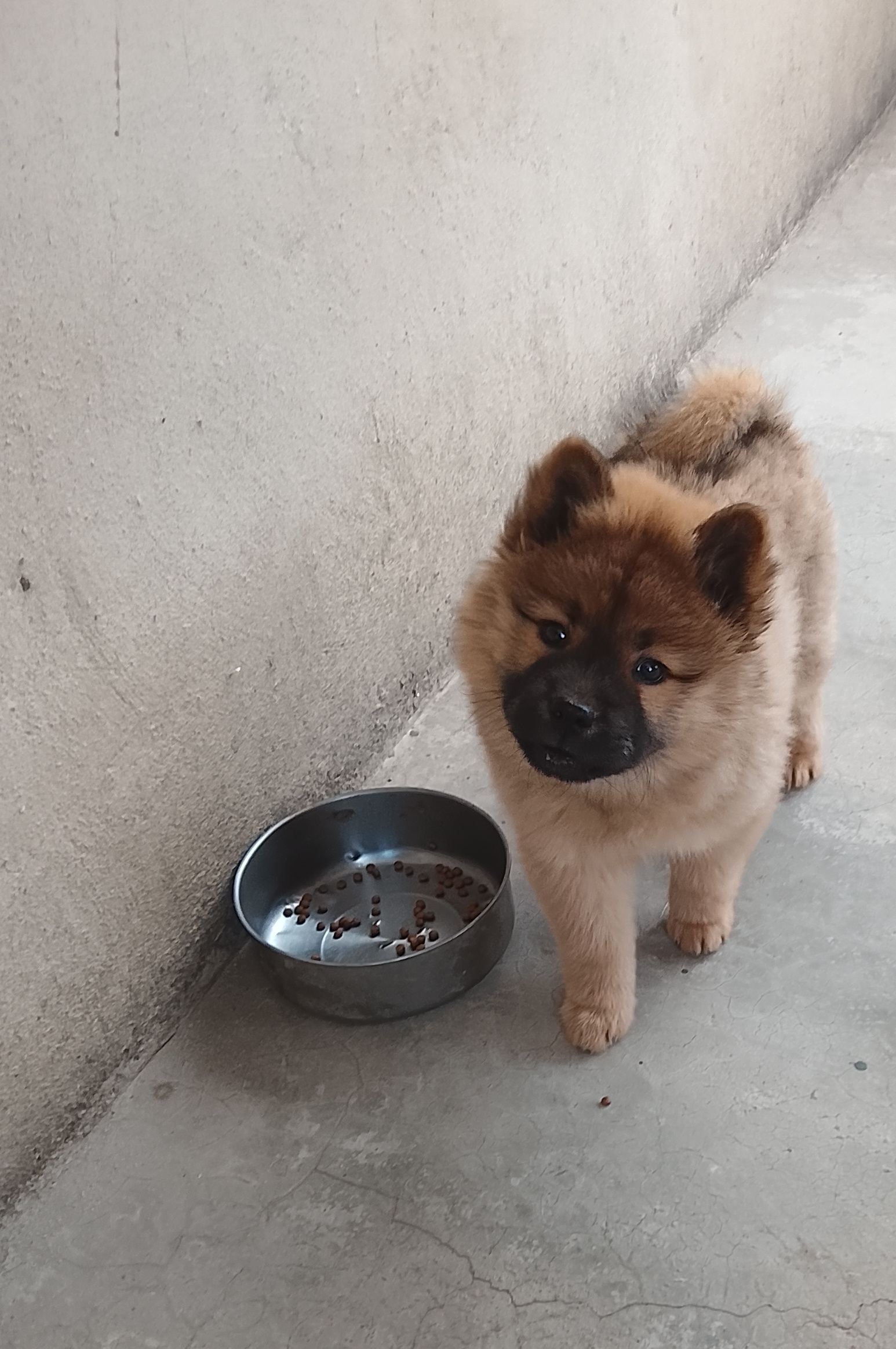 Cachorra chau chau filhote linda bem cuidada  - Foto 1