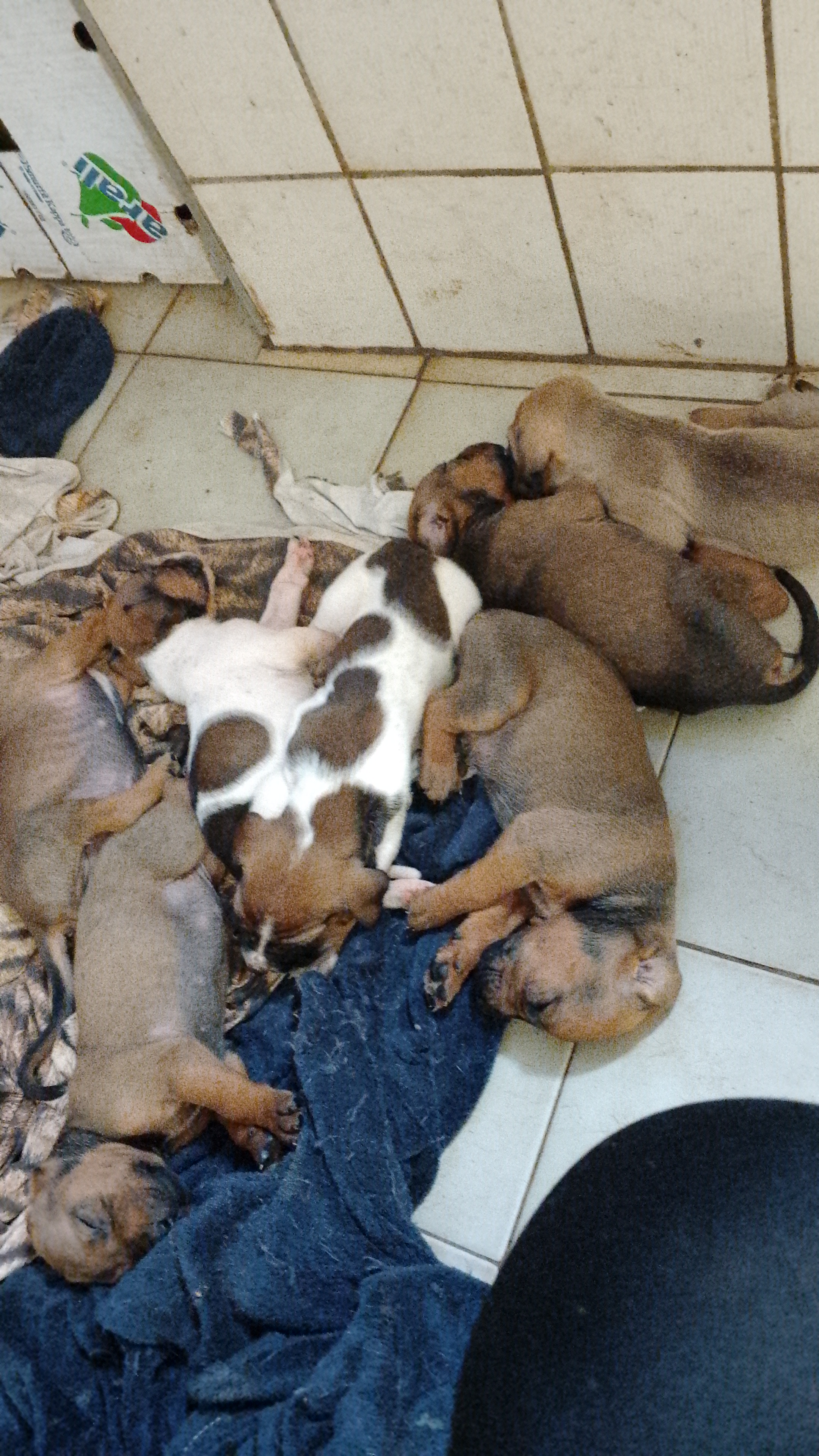 Portal Vendocão Vendo fila brasileiro  Uberlândia