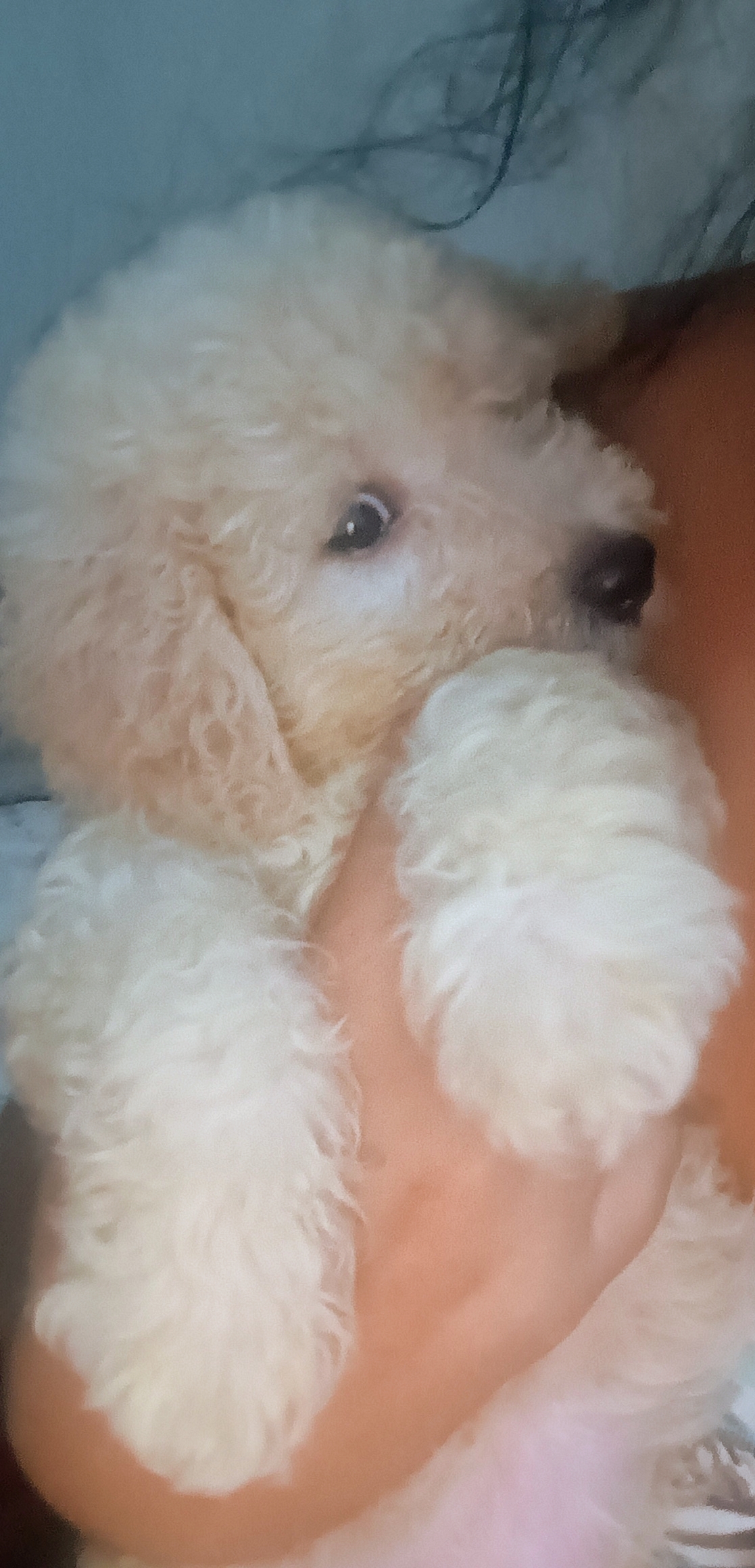 Portal Vendocão Filhotes de poodle Recife