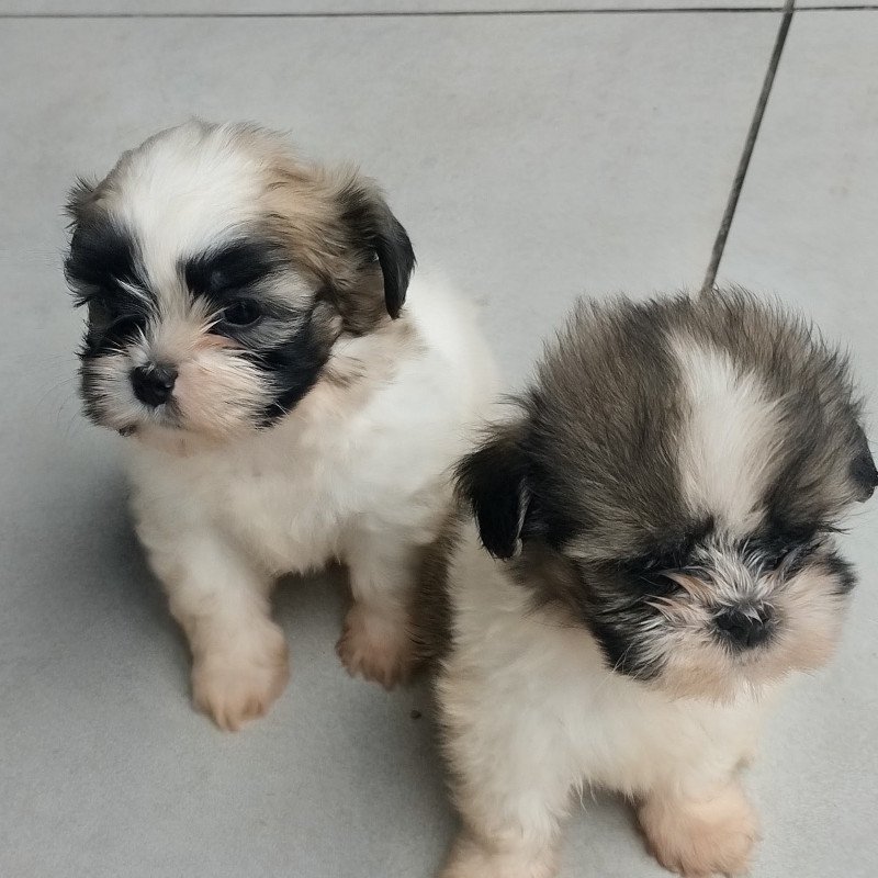 Lindos filhotes de Shih Tzu