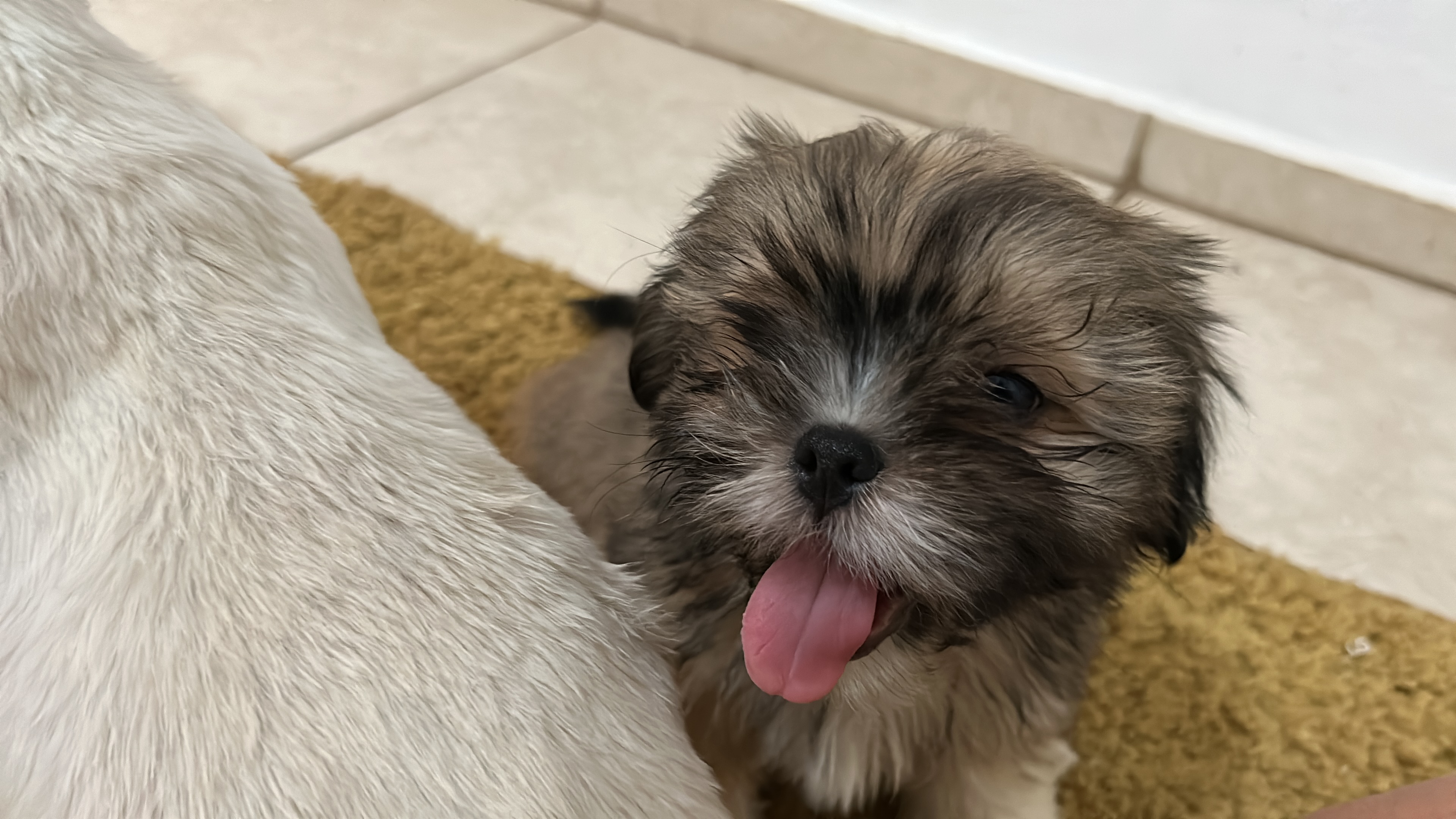 FILHOTE SHIH TZU PURO - Foto 1