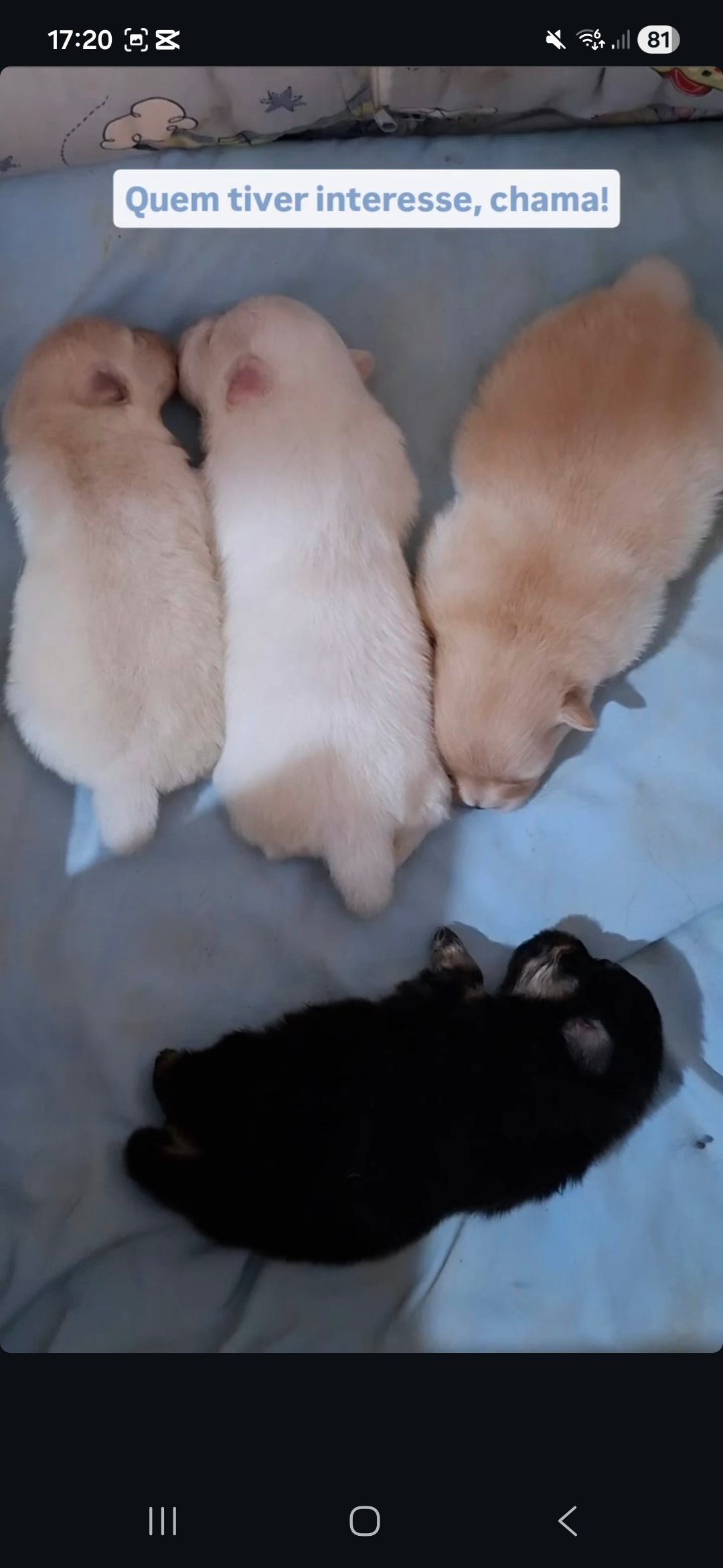 Spitz Alemão Filhotes  - Foto 4
