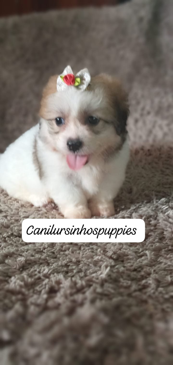 lhasa apso #canilursinhospuppies garanta já o seu ! - Foto 3