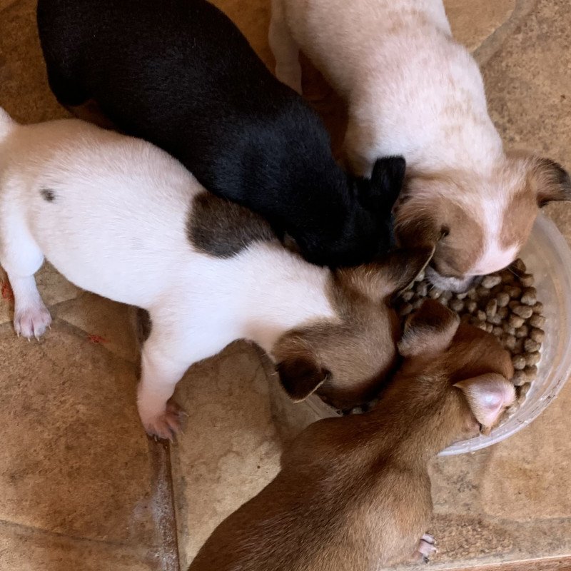 Lindos filhotes de pinscher