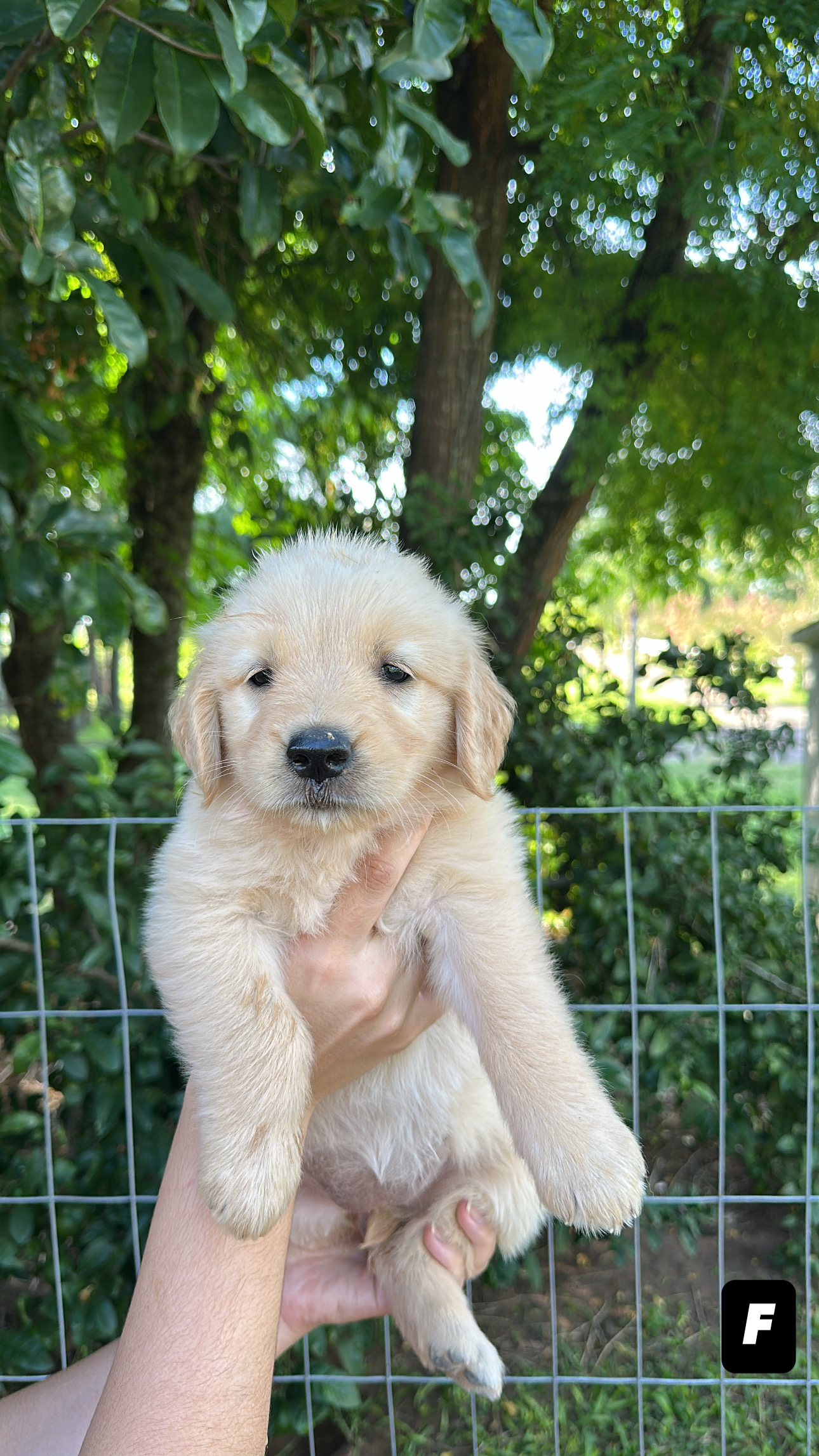 FILHOTE GOLDEN RETRIVIER - Foto 4