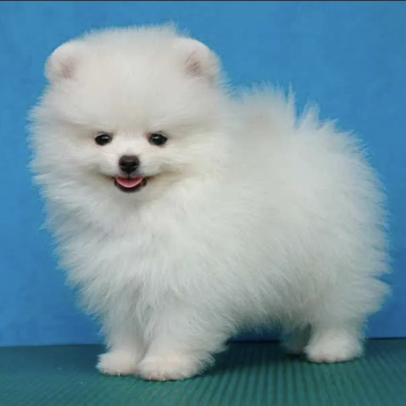 Lindos filhotes de spitz alemão anão - Foto 2