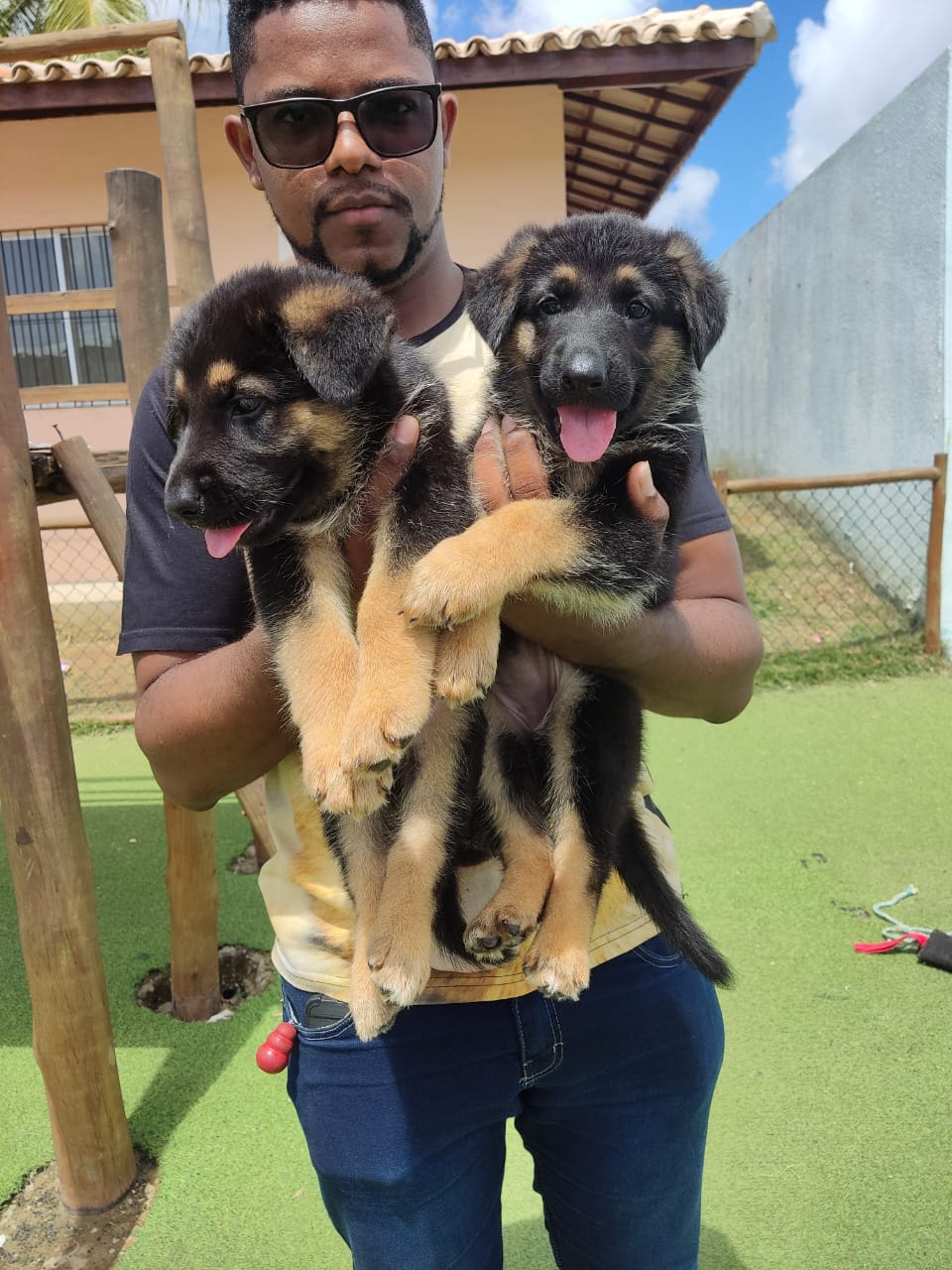 Portal Vendocão Filhotes de pastor alemão com pedigree  Salvador