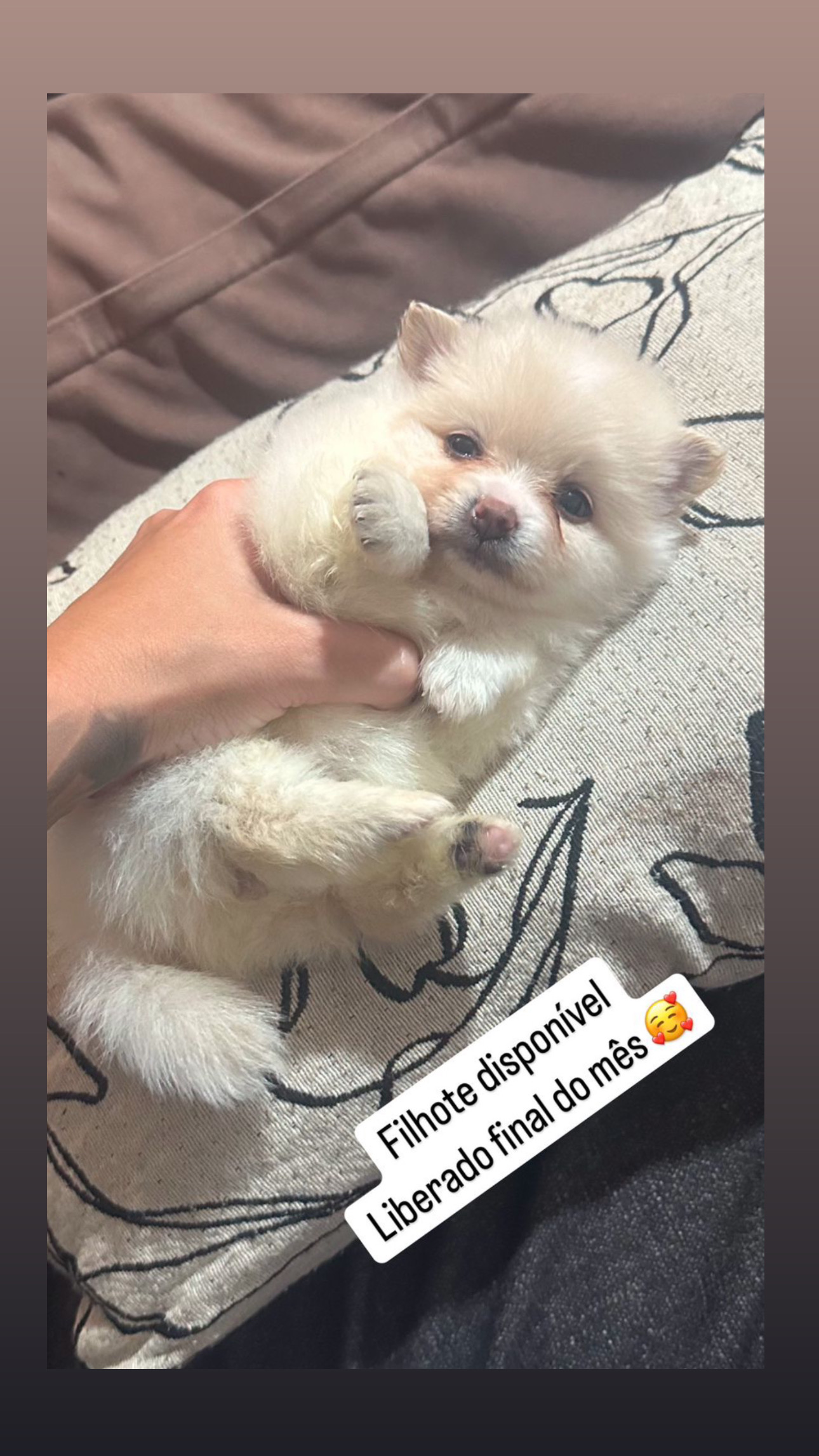 Lulu anão, os bibelôs da raça  - Foto 1