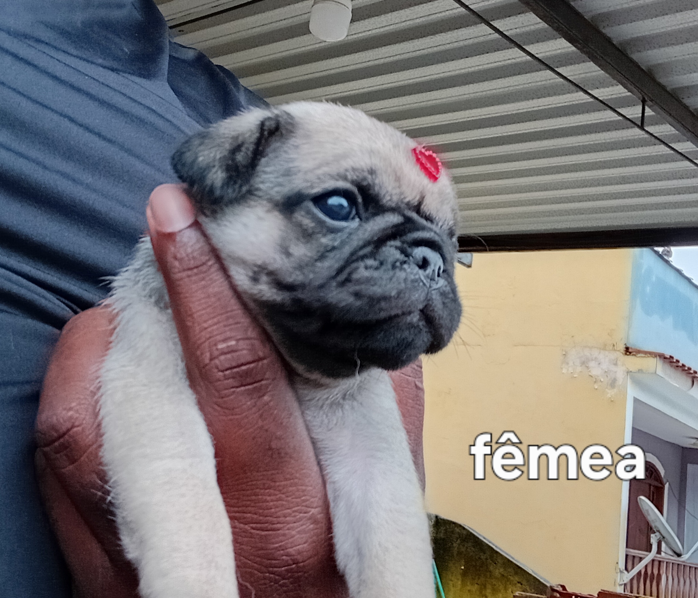 Pug - Foto 1