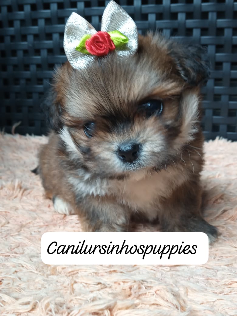 Portal Vendocão lhasa apso adquira hoje seu bebe #canilursinhospuppies  santos 