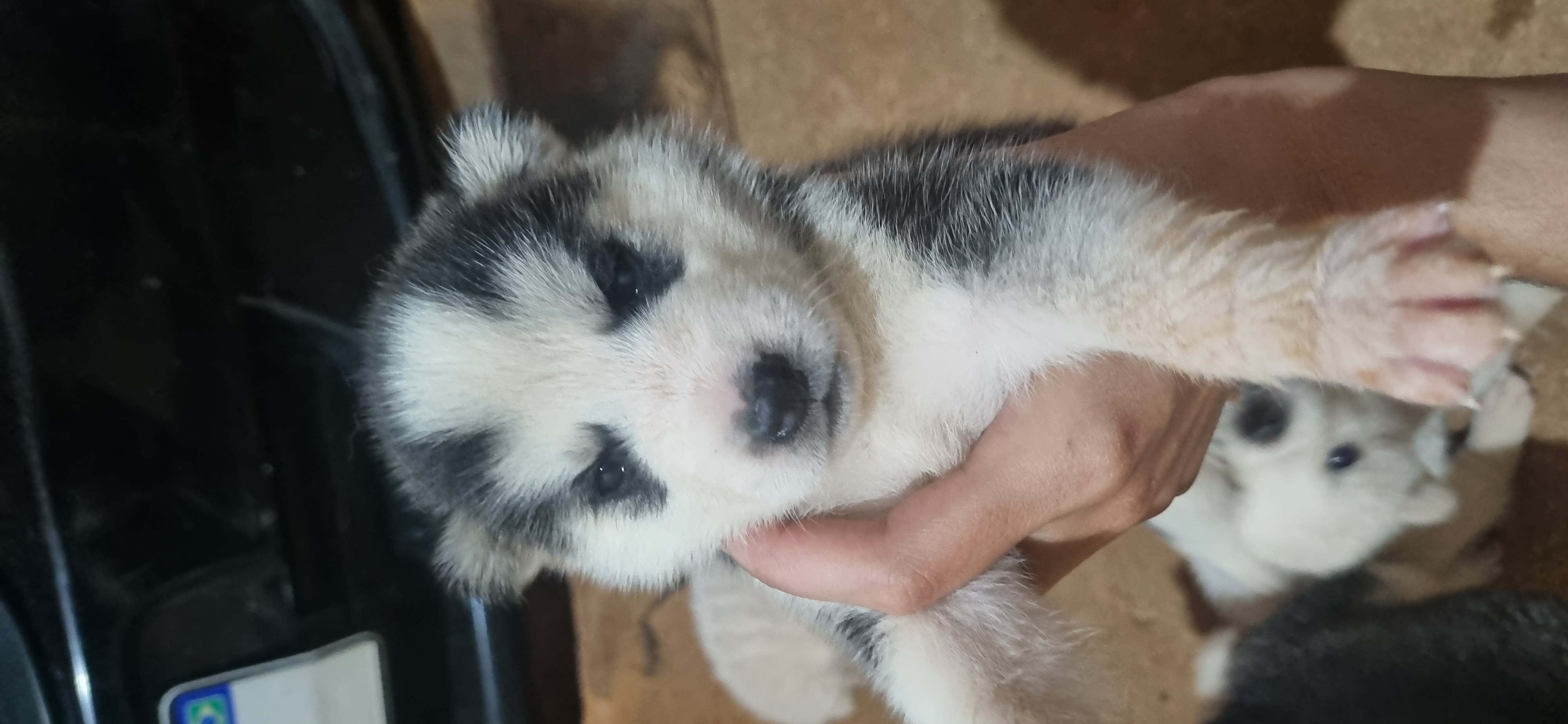 Filhotes Husky Siberiano - Foto 2