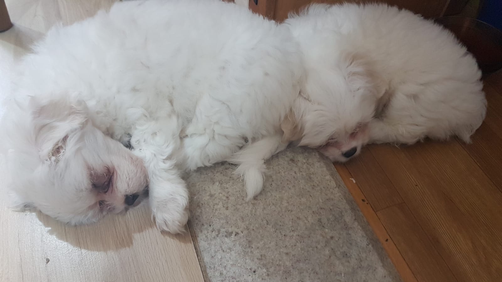 Portal Vendocão Filhote de Maltês Porto Alegre