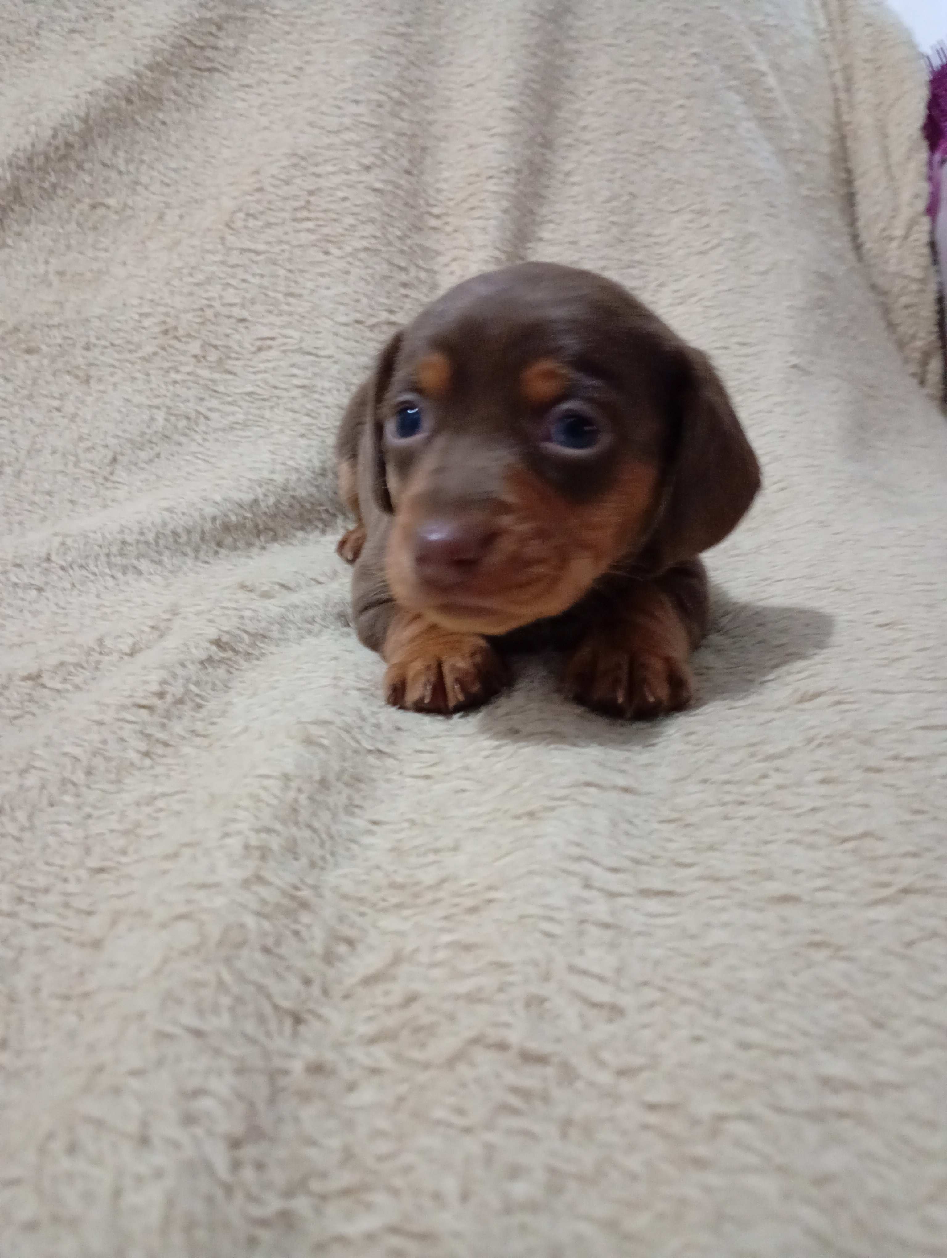 Filhote Dachshund chocolate macho
