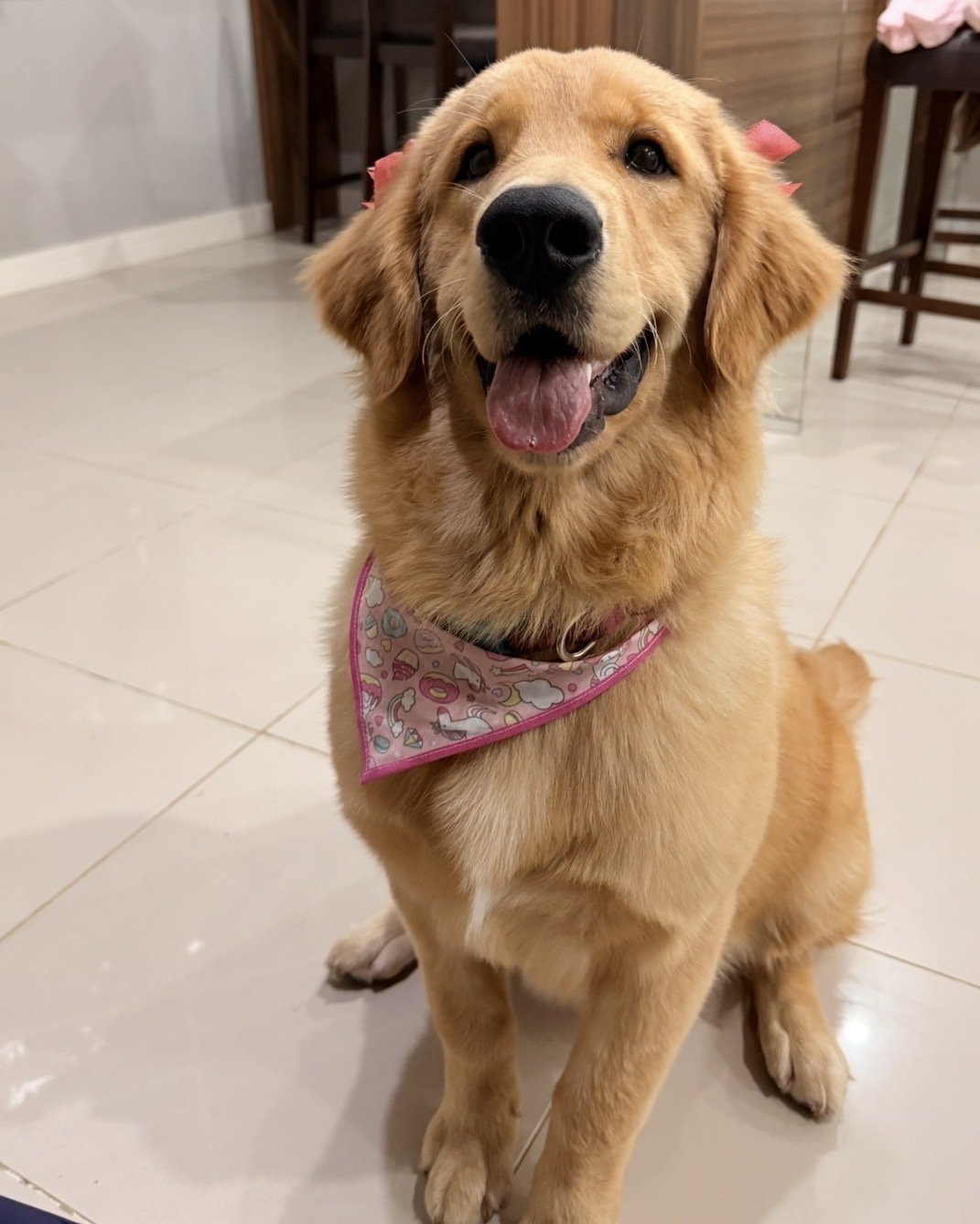 Filhote fêmea de Golden Retriever - Foto 4