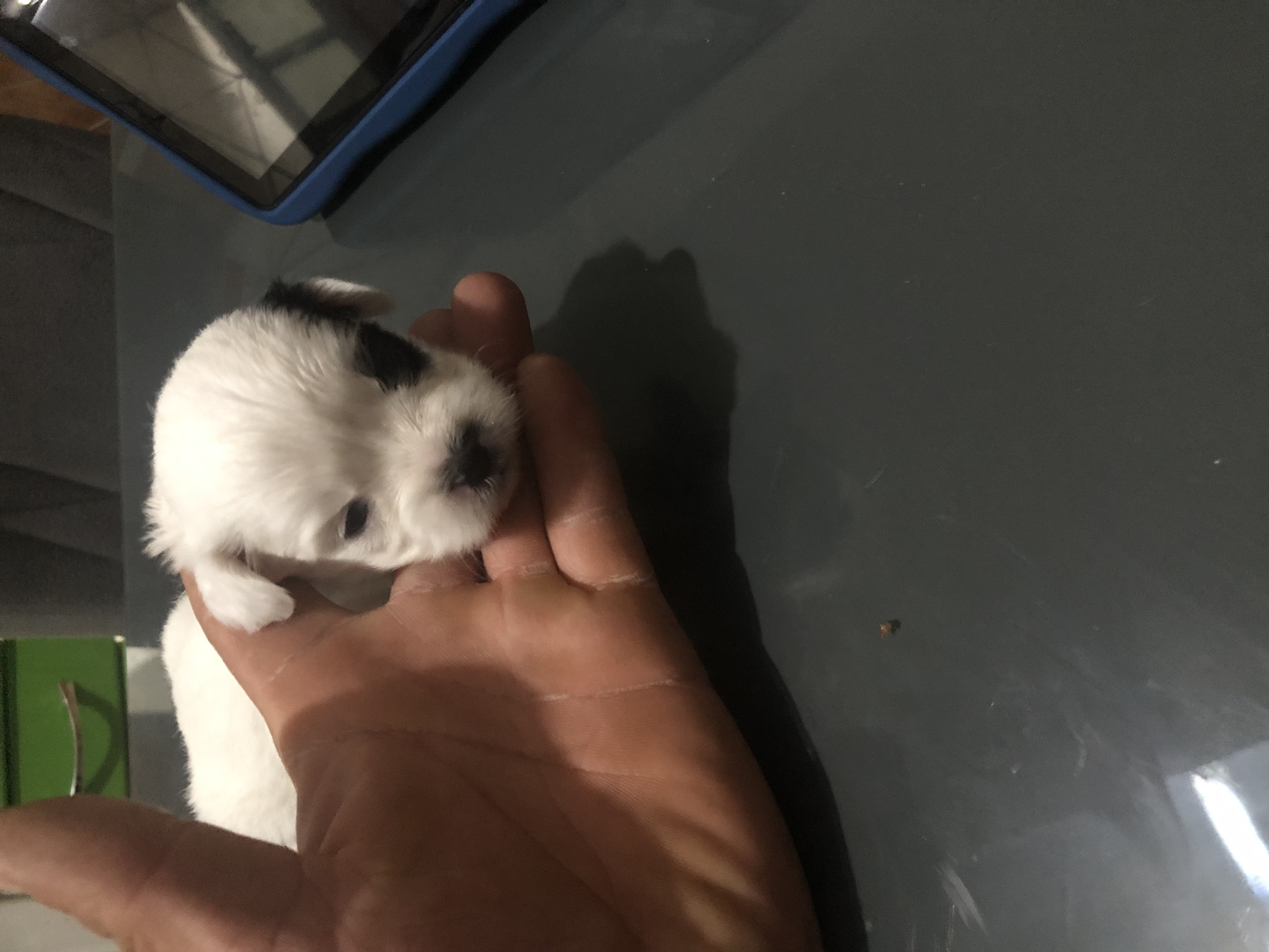 Vendo Lhasa apso