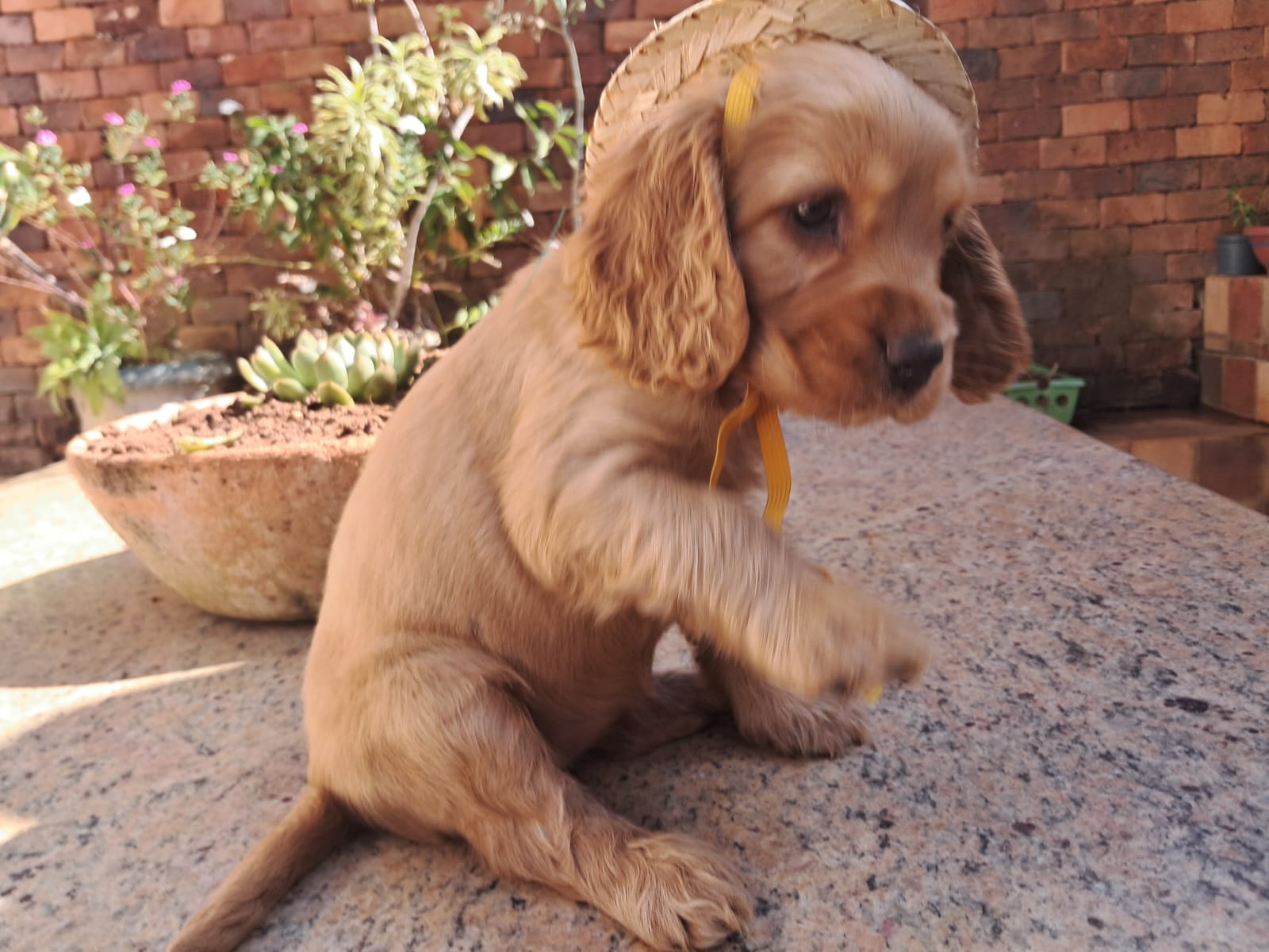 Portal Vendocão Vendo filhotes de cão Cocker Spainel  Betim