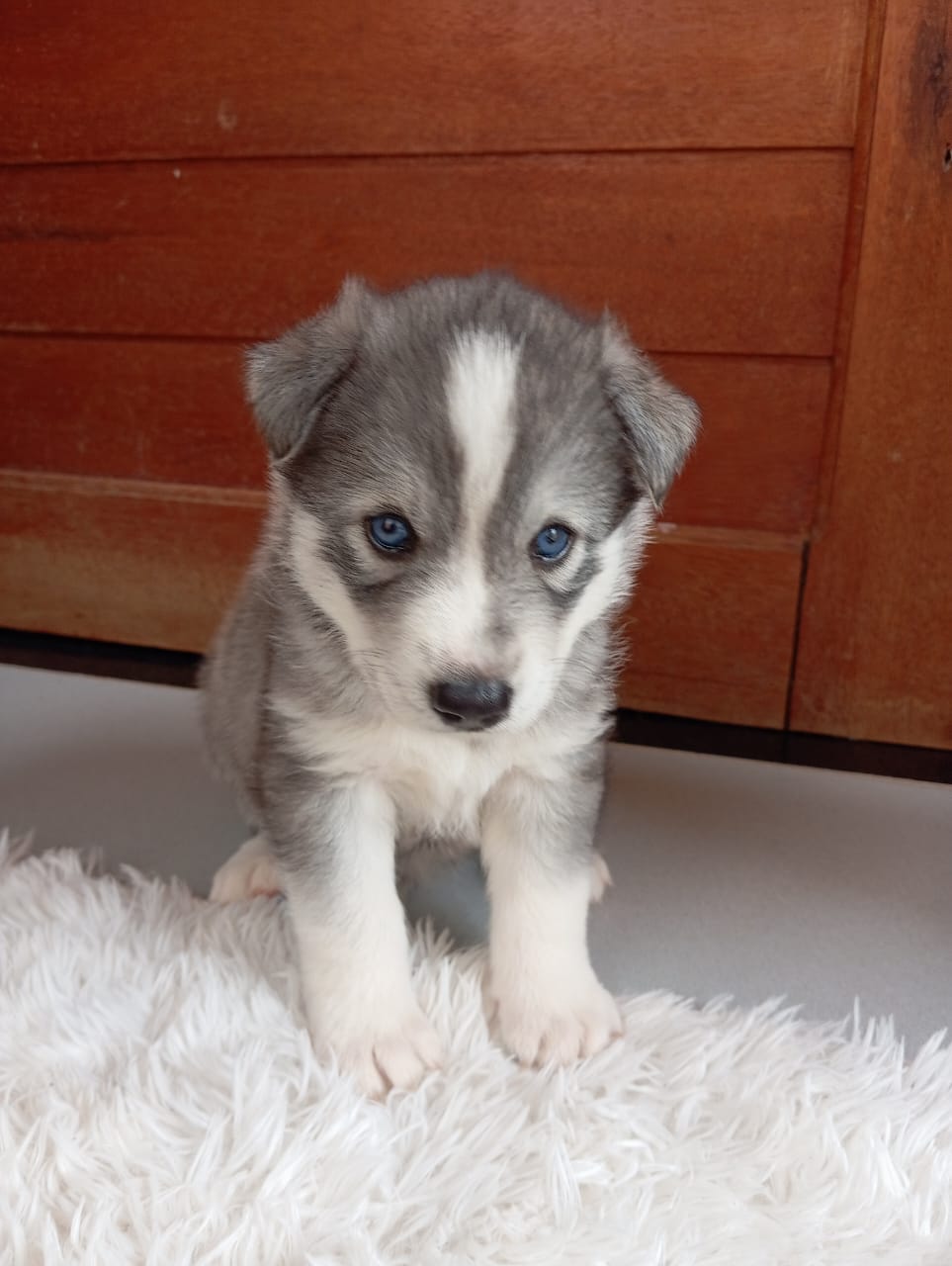 Husky siberianos filhotes a venda  - Foto 3