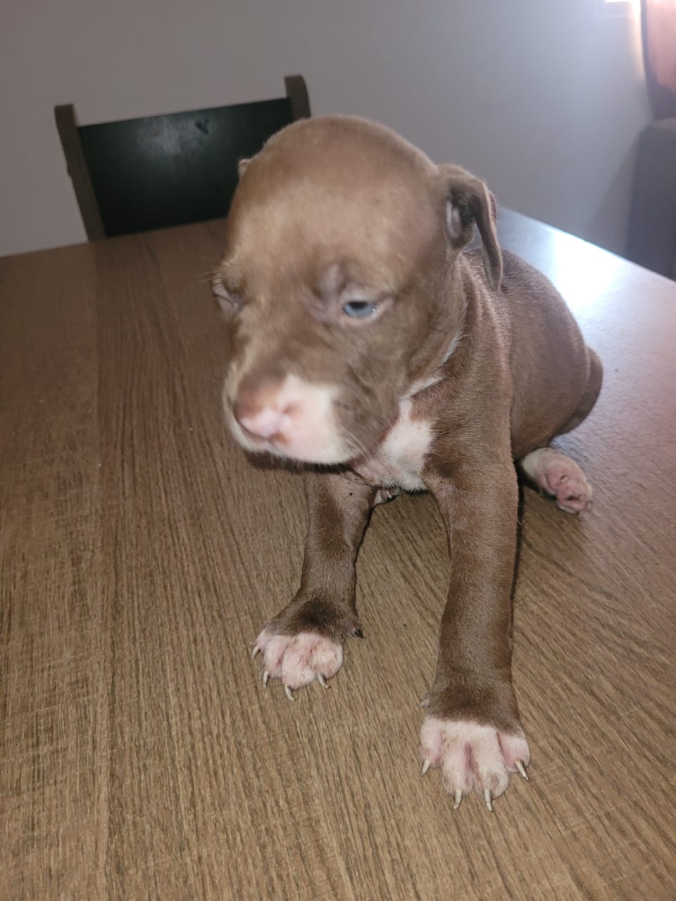 Portal Vendocão Filhote American Bully Cariacica