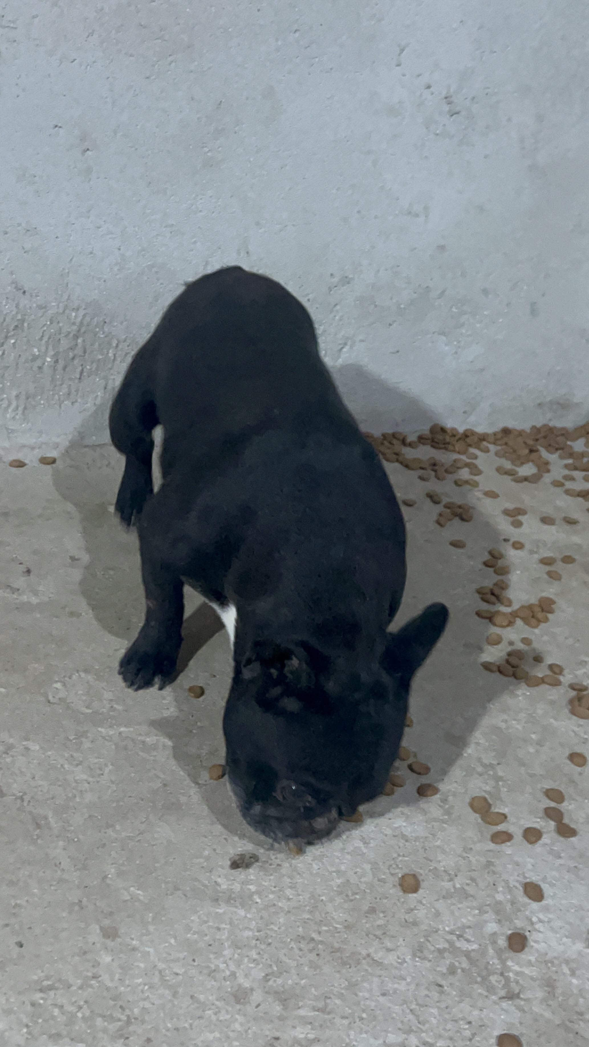 Buldogue francês macho - Foto 1