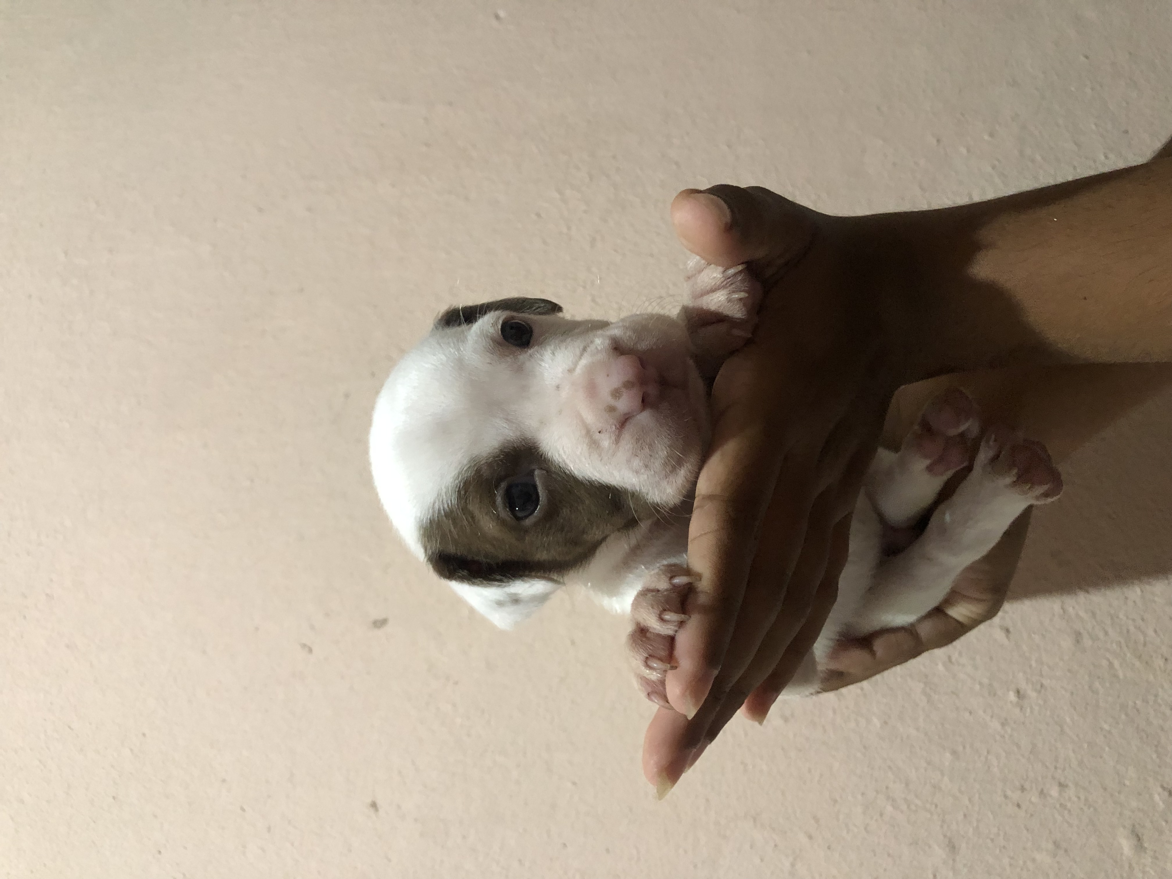 Portal Vendocão Filhotes de pitbull  Itabuna