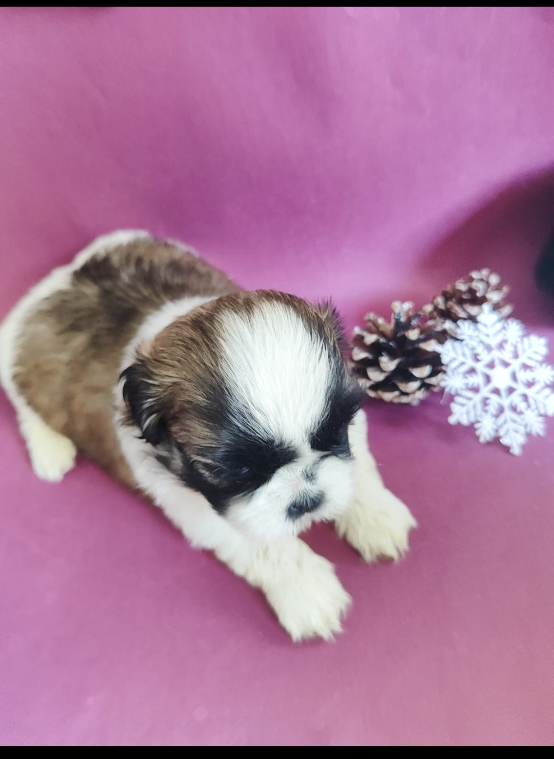Portal Vendocão Shih tzu  João Pessoa
