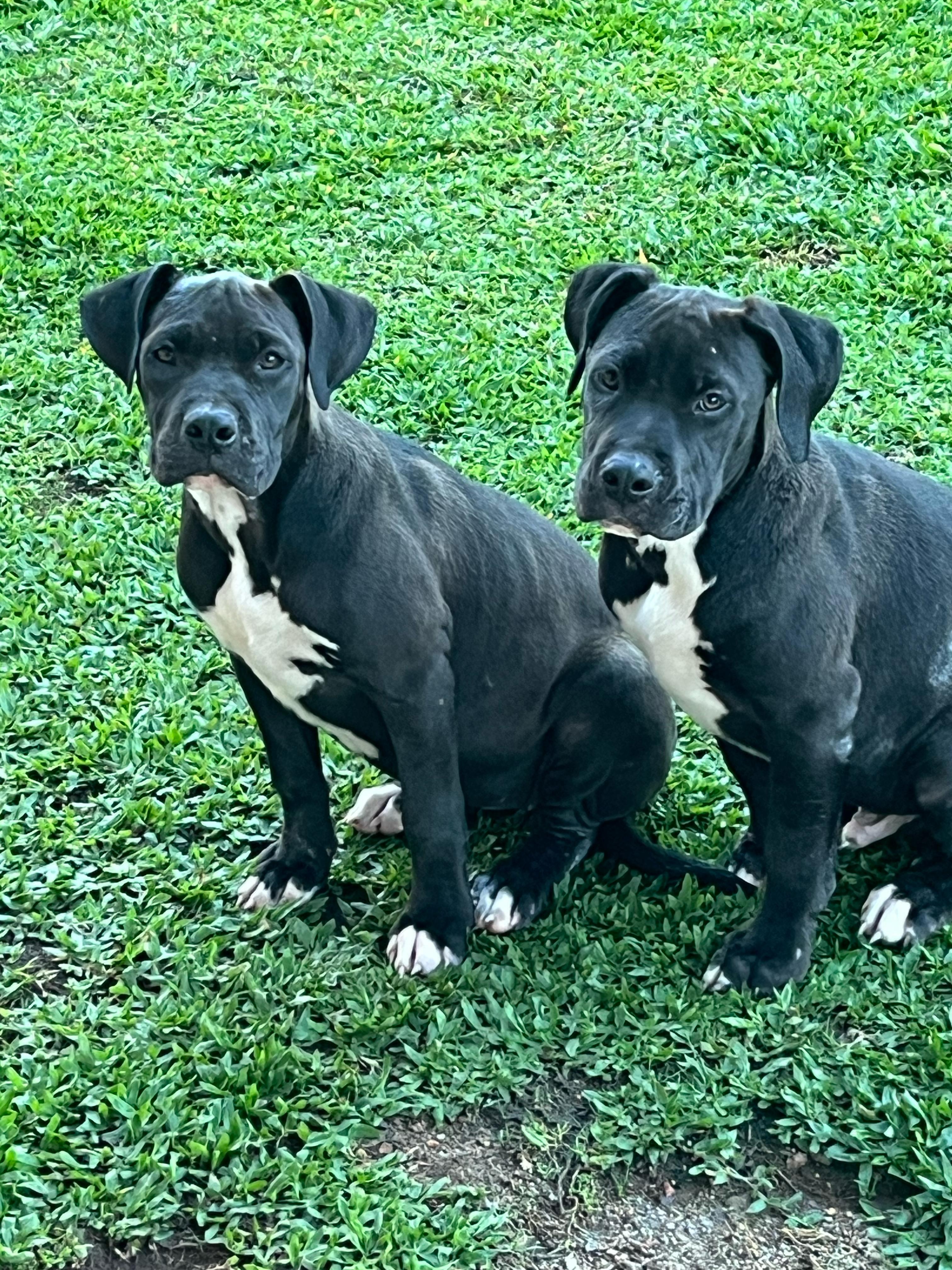 Portal Vendocão Pit monster  Curitiba São José dos Pinhais 