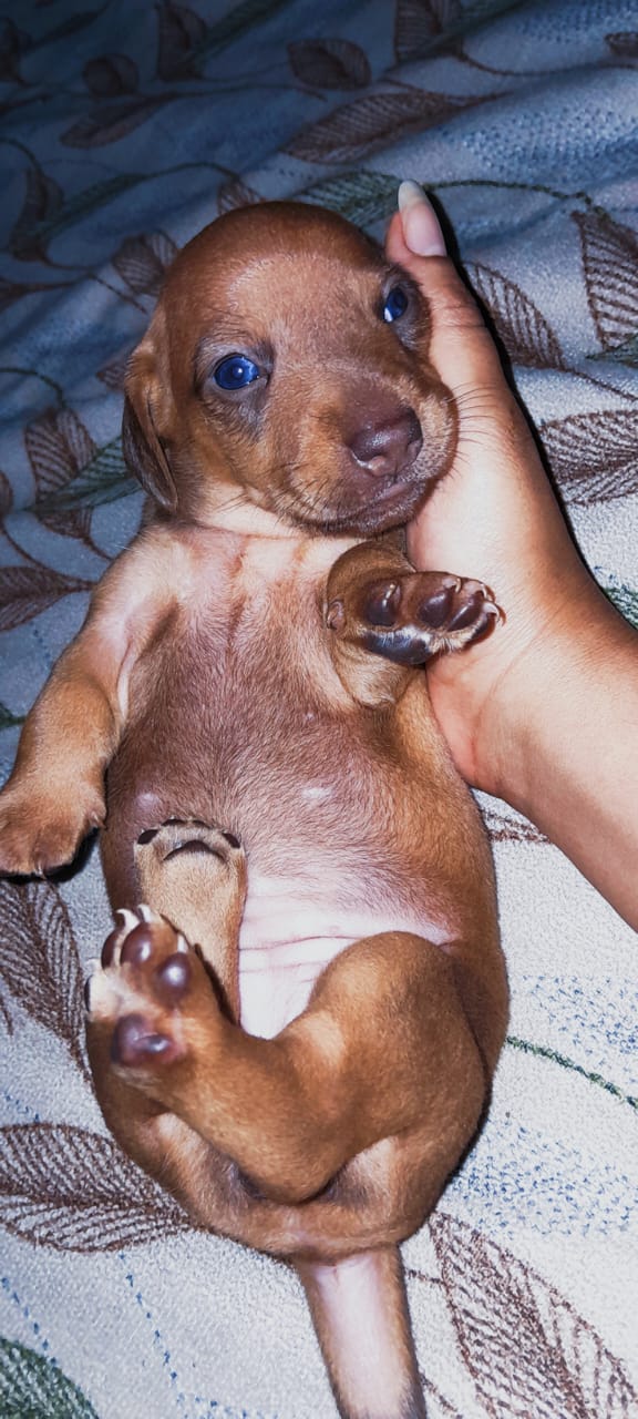 Portal Vendocão Filhote de Dachshund Laranjeiras