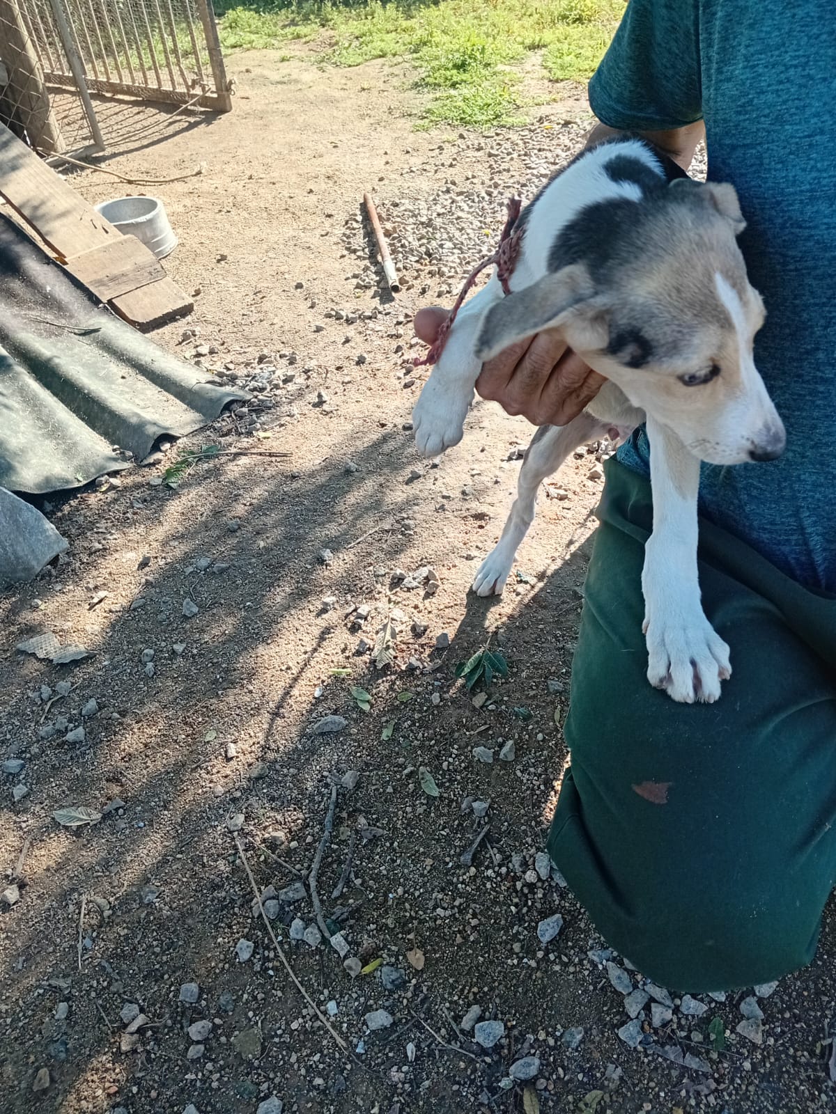 Portal Vendocão Filhotes de cachorro da raça Pura Urrador, linhagem diferenciada com Bianchini. São José