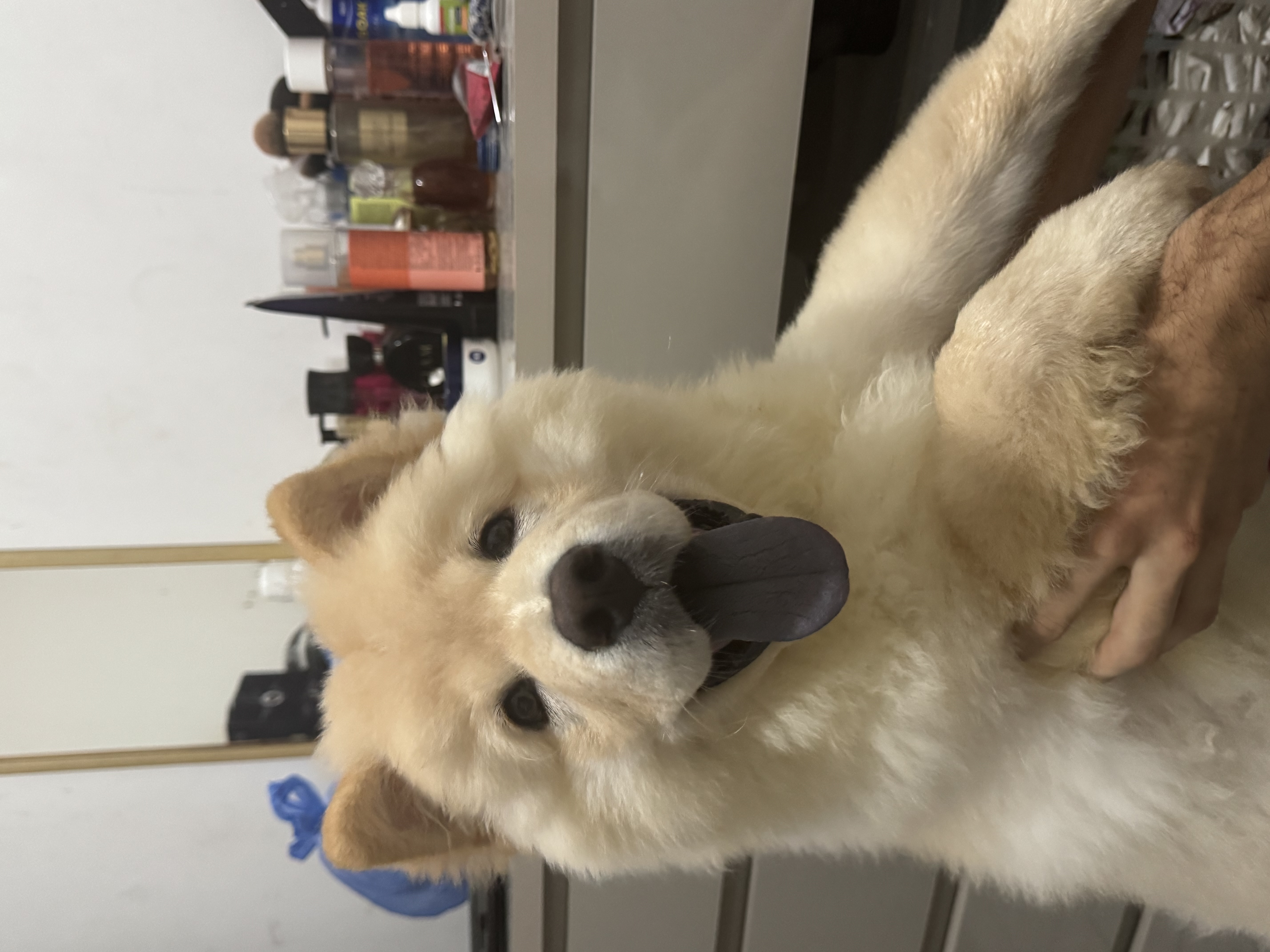 Portal Vendocão Filhote chow chow  João Pessoa 