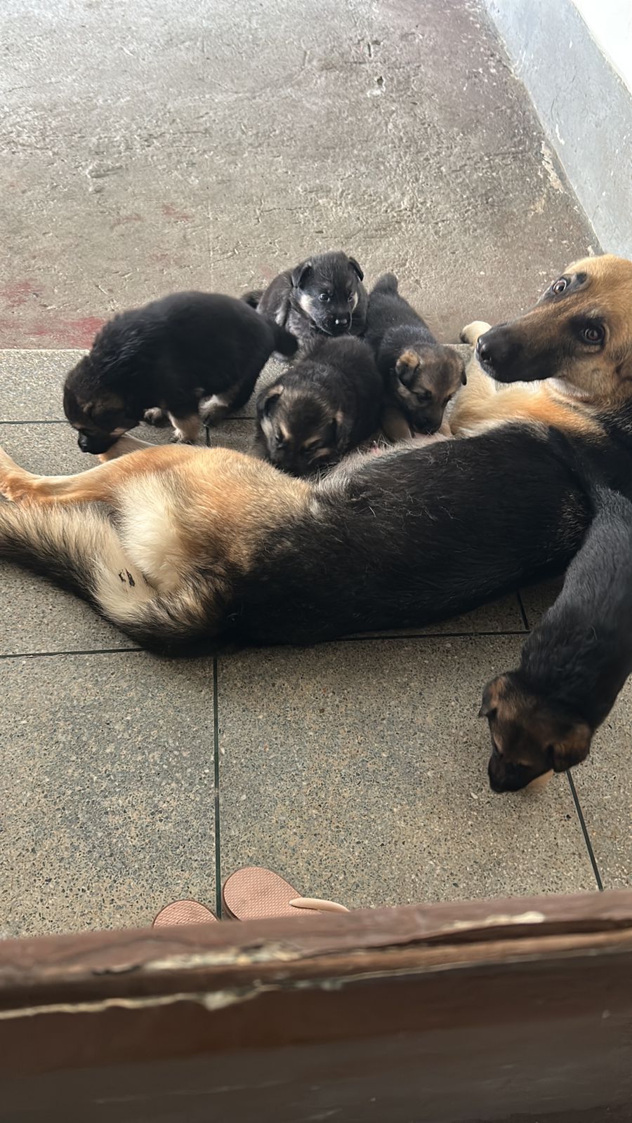 Portal Vendocão Filhote de pastor alemão macho  Olinda