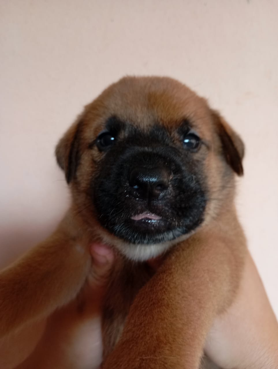 Portal Vendocão Vendo filhote de cão de guarda  Campo Grande