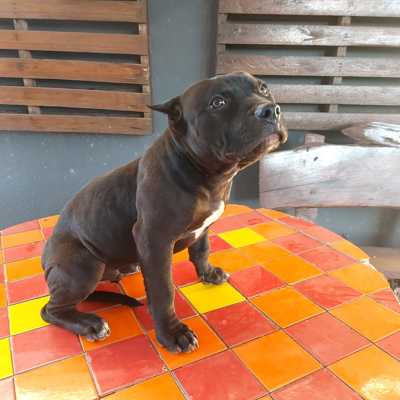 Portal Vendocão Filhote de Pit Monster Campo Grande