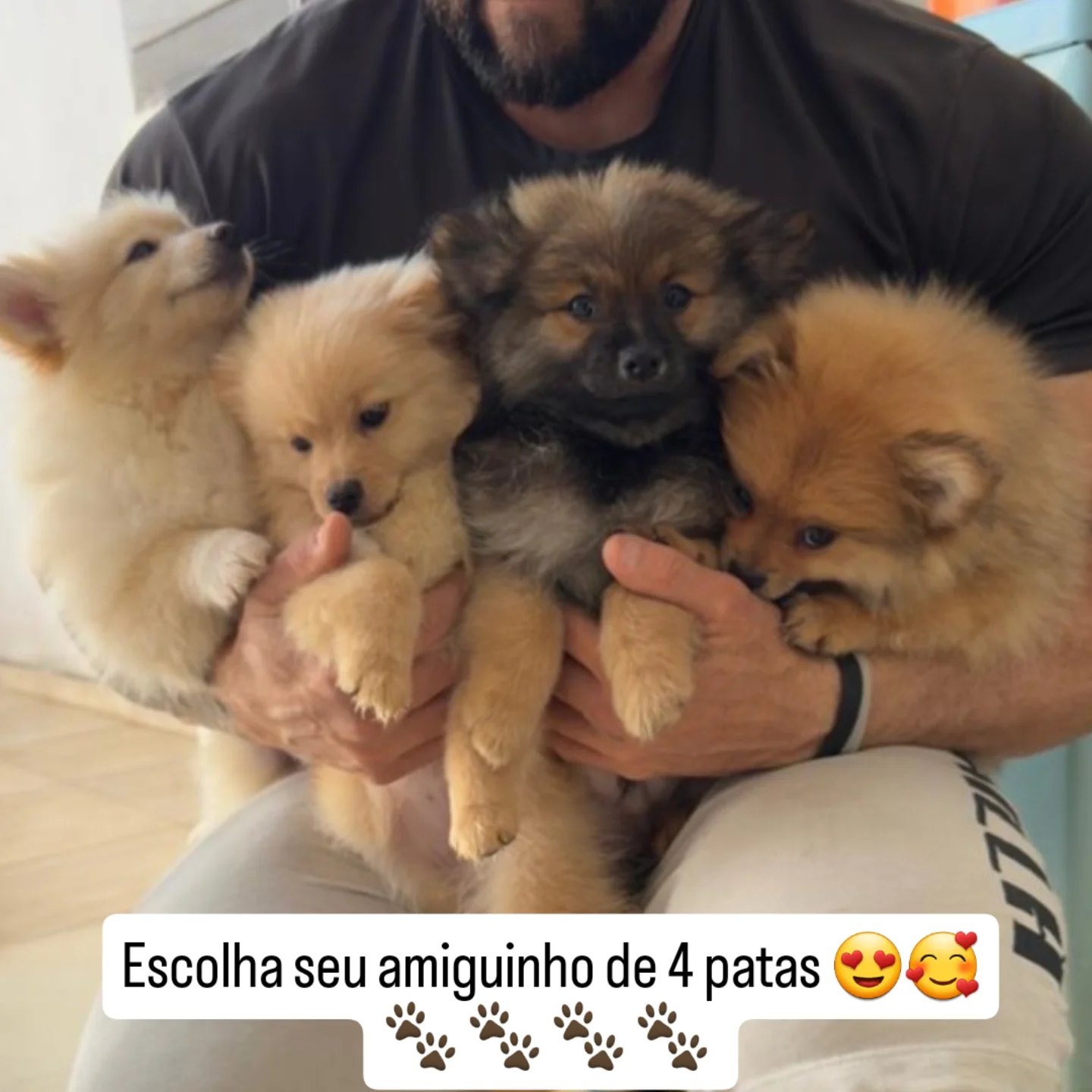 Portal Vendocão Lindos filhotes Lulu da Pomerânia, ótima linhagem  Paraguaçu