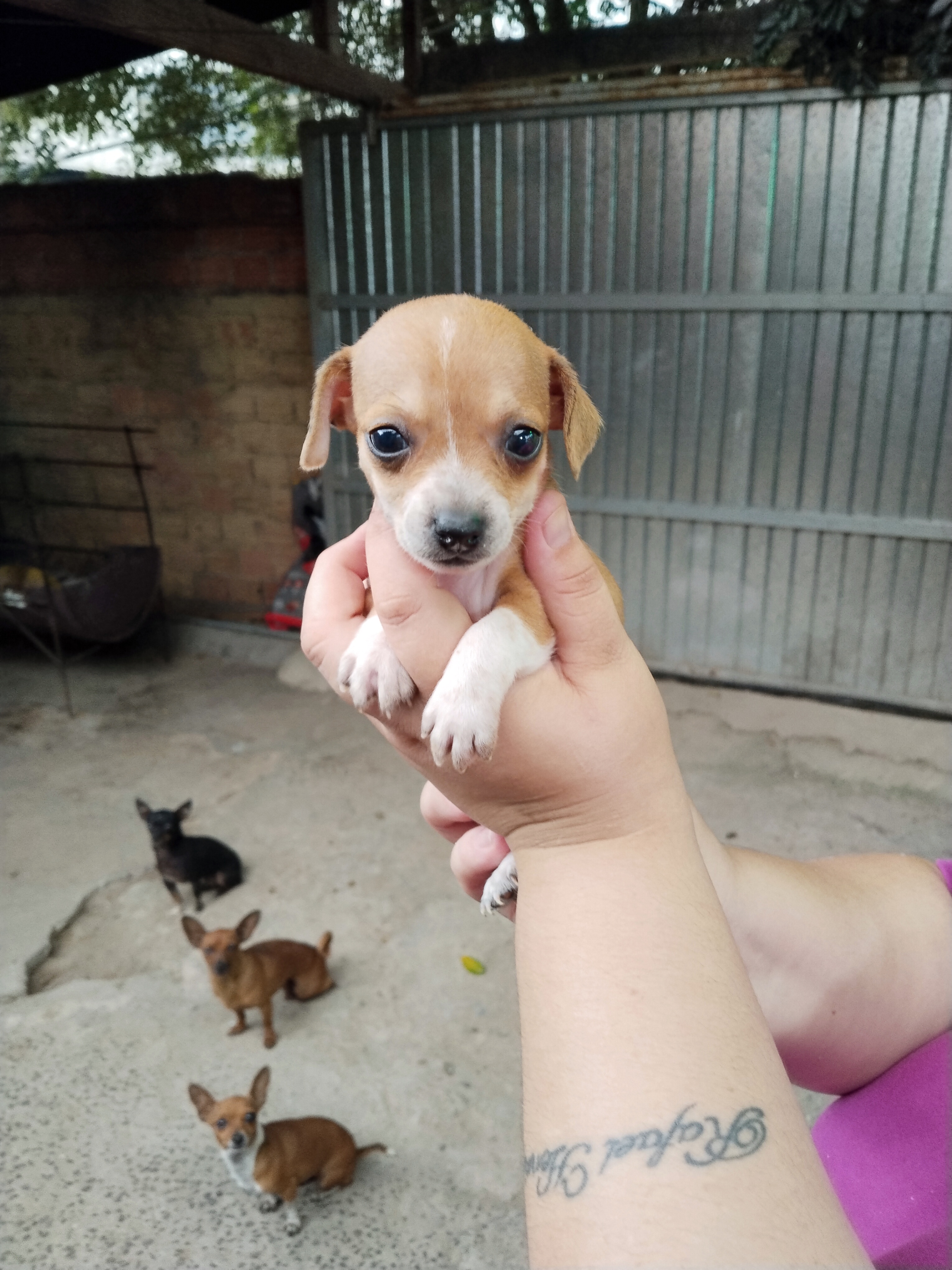 Vendo pinscher 