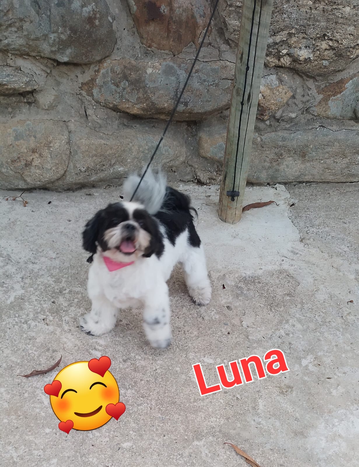 Vendo casal de shitzu - Foto 1
