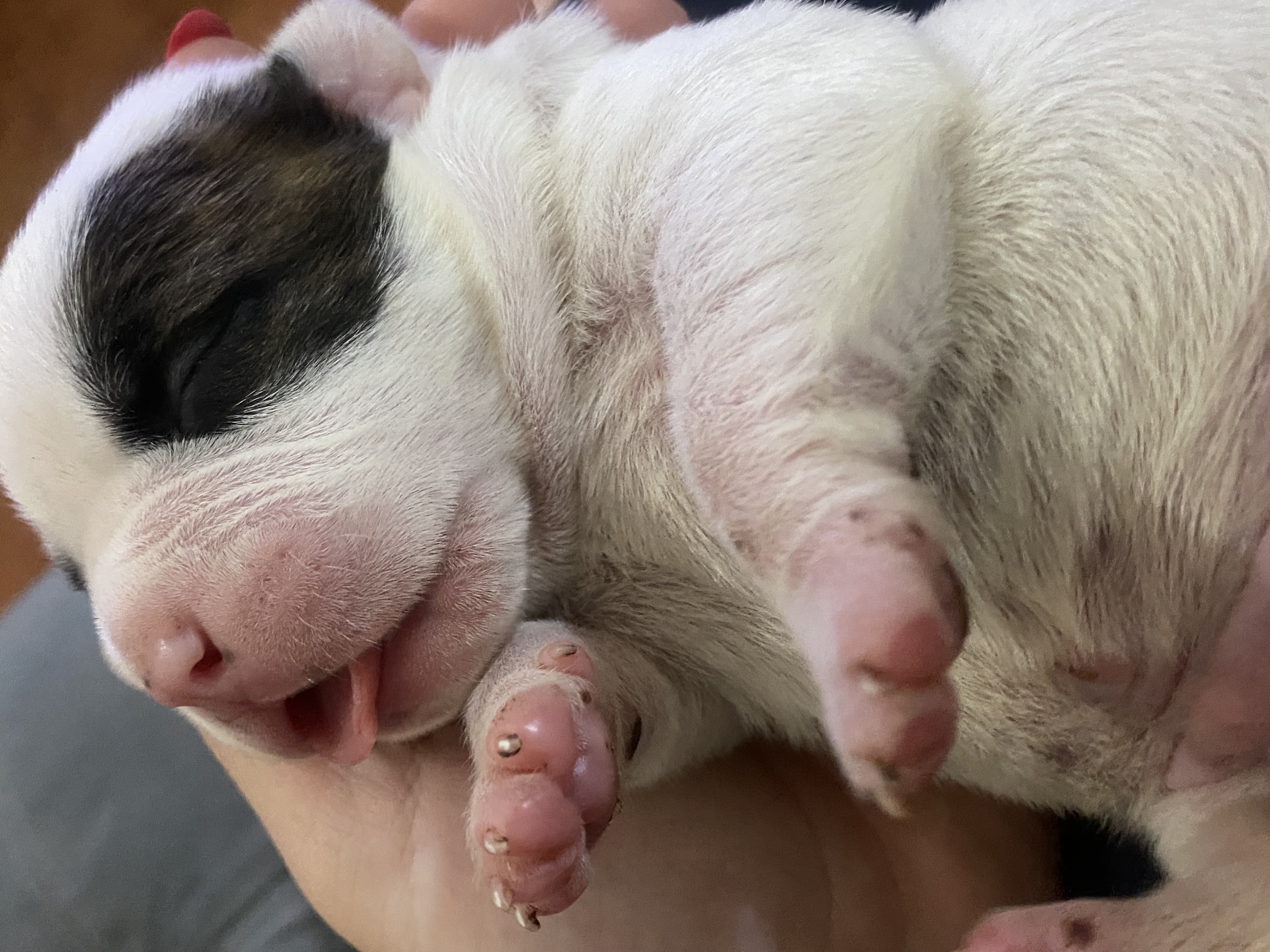 Portal Vendocão Filhotes de American bully poket Vila velha
