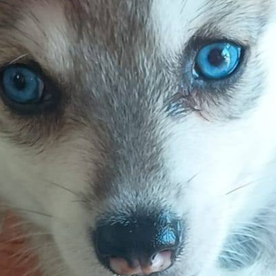 Lindos filhotes de olhos azul. E verdes.... sonho. De qualquer pessoas  ..com essas patinha de gelo - Foto 1