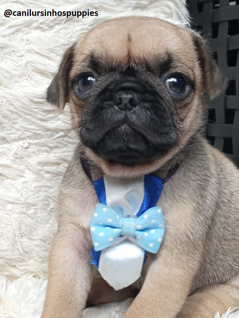 Portal Vendocão pug lindos bebes pronta entrega #canilursinhospuppies são roque 