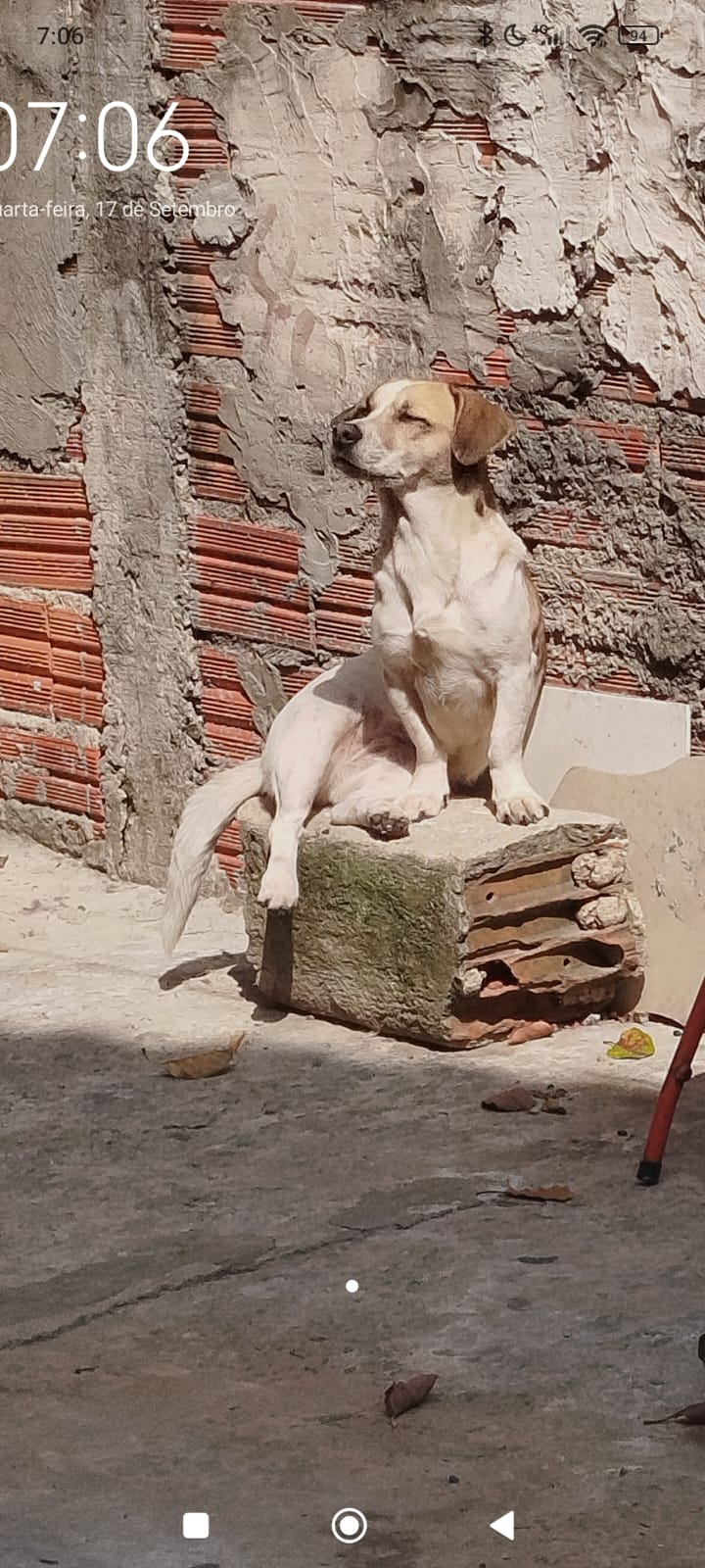 Portal Vendocão Vendo cachorra de 6 anos   Piituba 