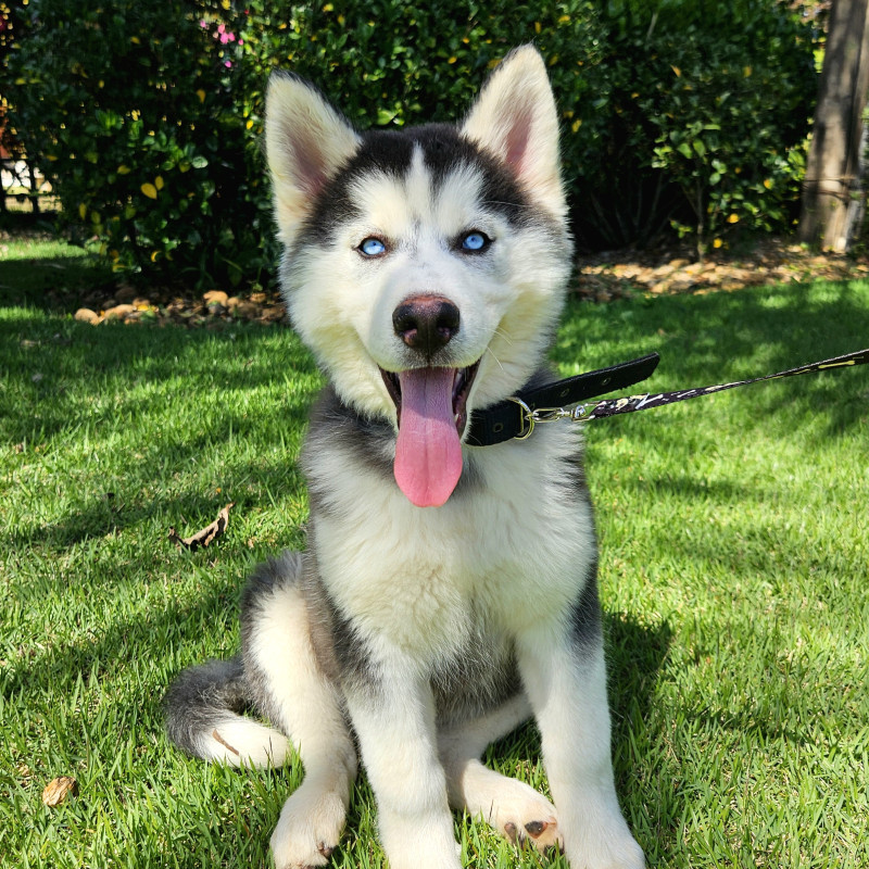 FILHOTES DE HUSKY SIBERIANO com PEDIGREE da CBKC!!! Para VENDA ou RESERVA! - Foto 2