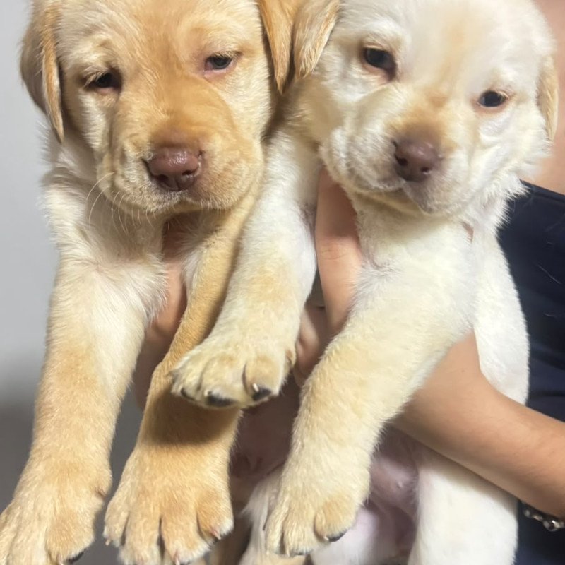 Lindos filhotes de Labrador raça 100% pura. - Foto 5