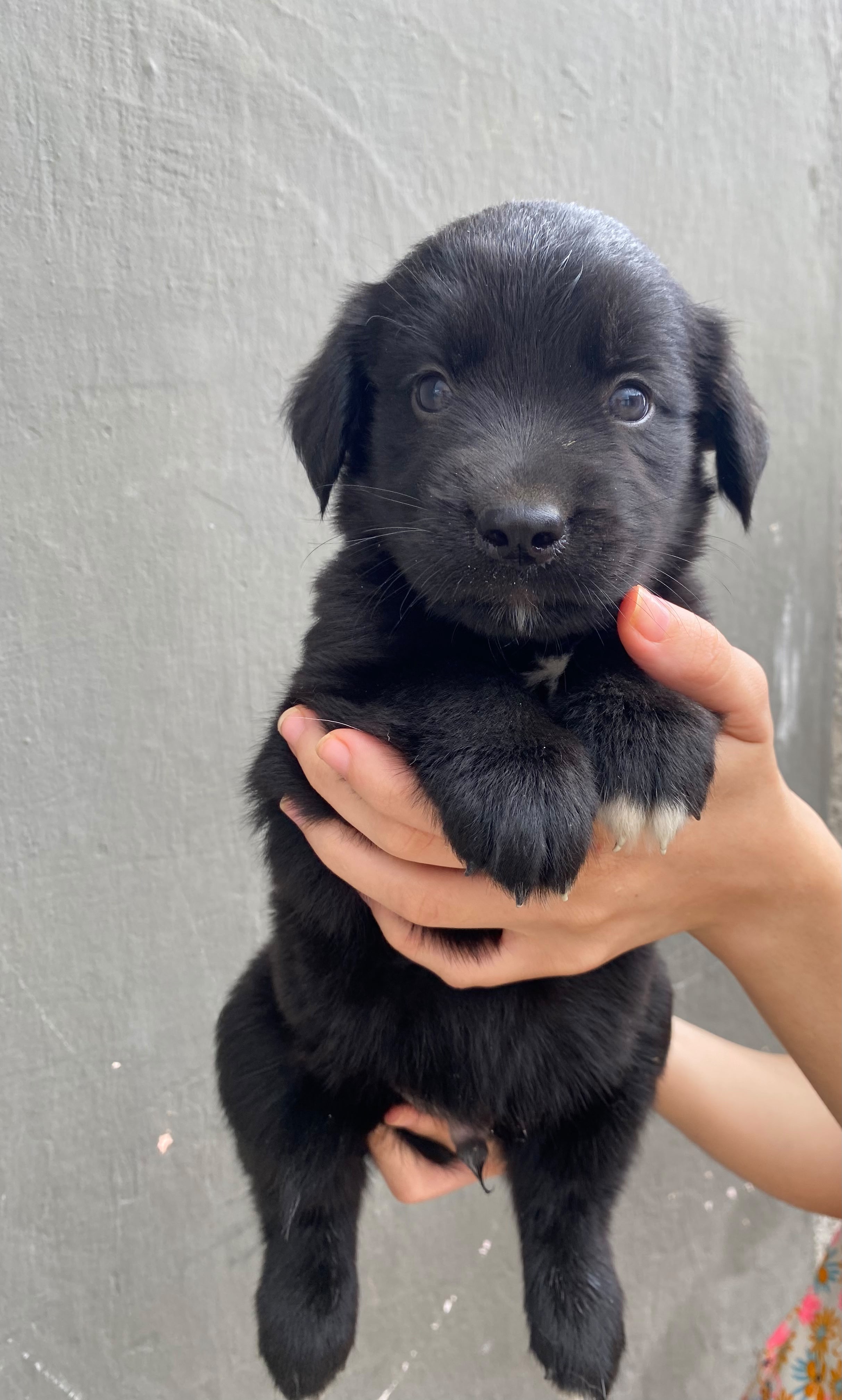 🐾 Título: Filhotes Goberian (Golden + Husky) – 1 mês e 15 dias | 1 Fêmea e 2 Machos - Foto 3