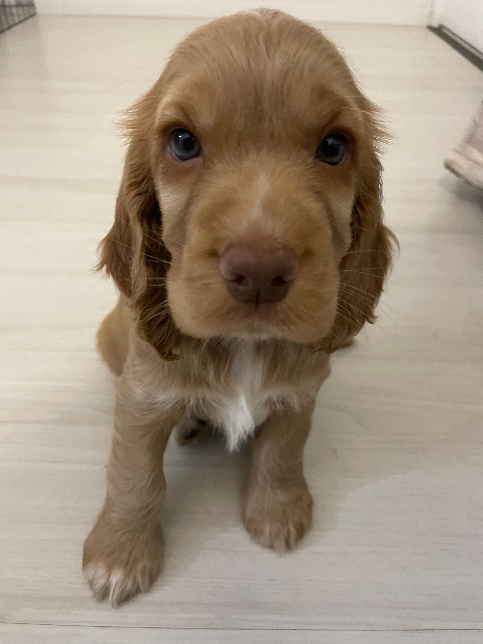 Cocker spaniel - macho - Foto 1