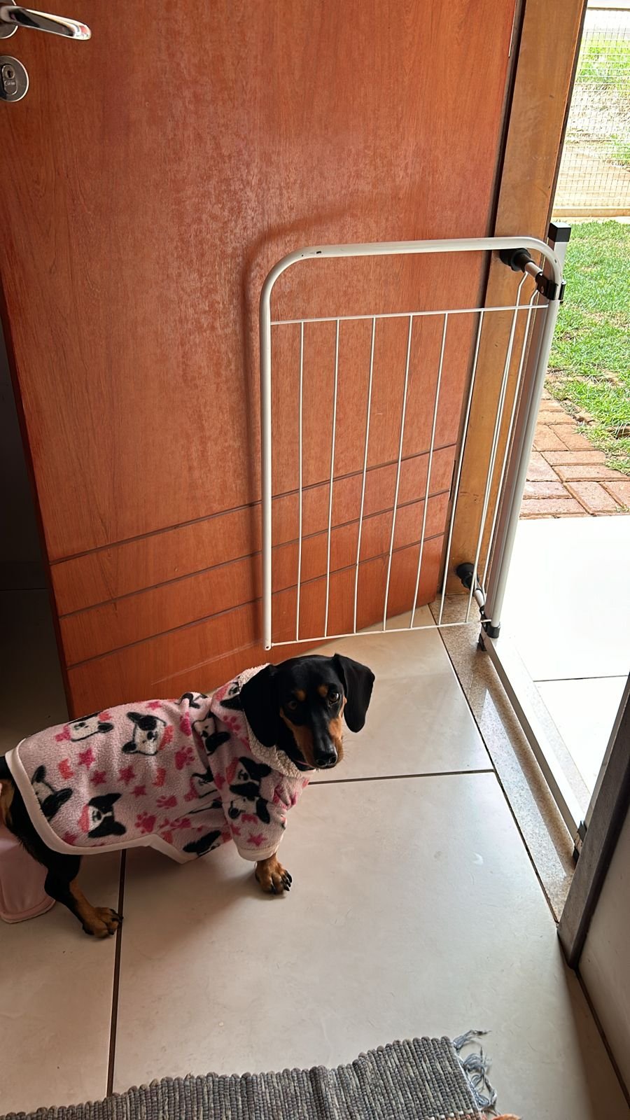Vendo ou Troco Fêmea Dachshund Black and Tan  - Foto 4